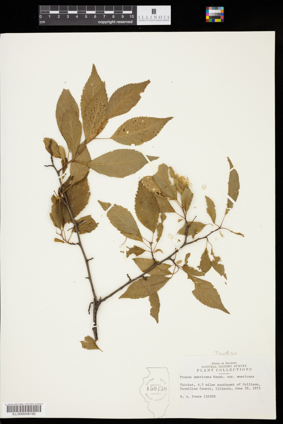 Prunus americana var. americana image