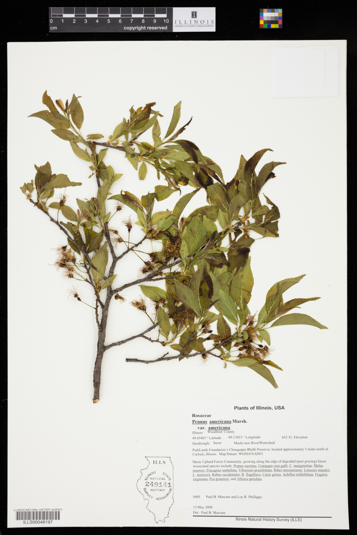 Prunus americana var. americana image