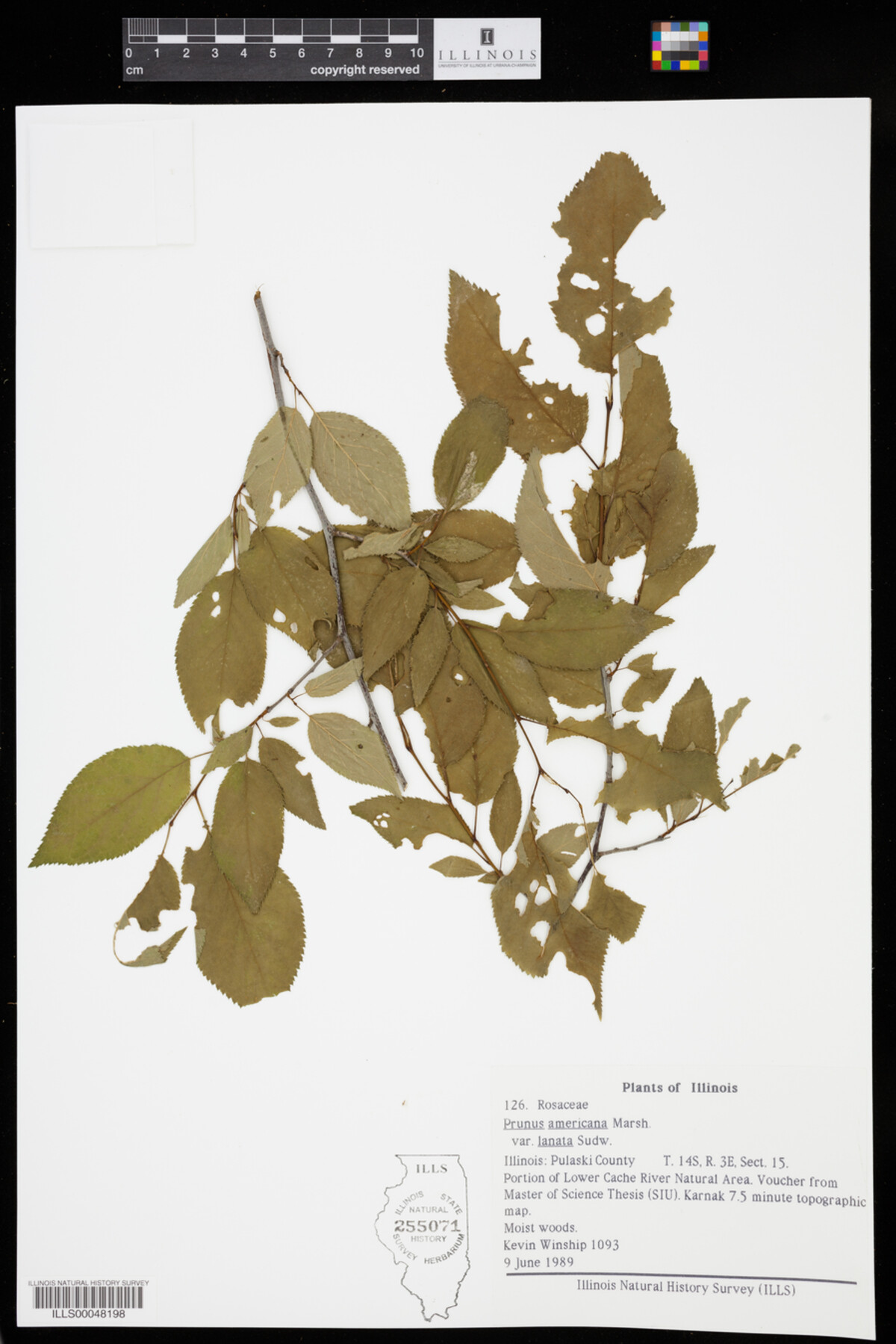 Prunus mexicana image