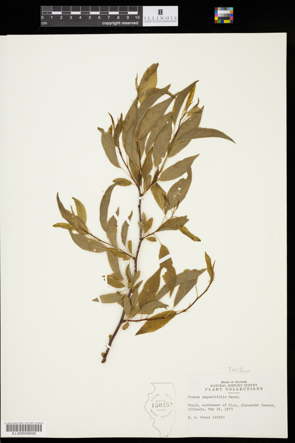 Prunus angustifolia image