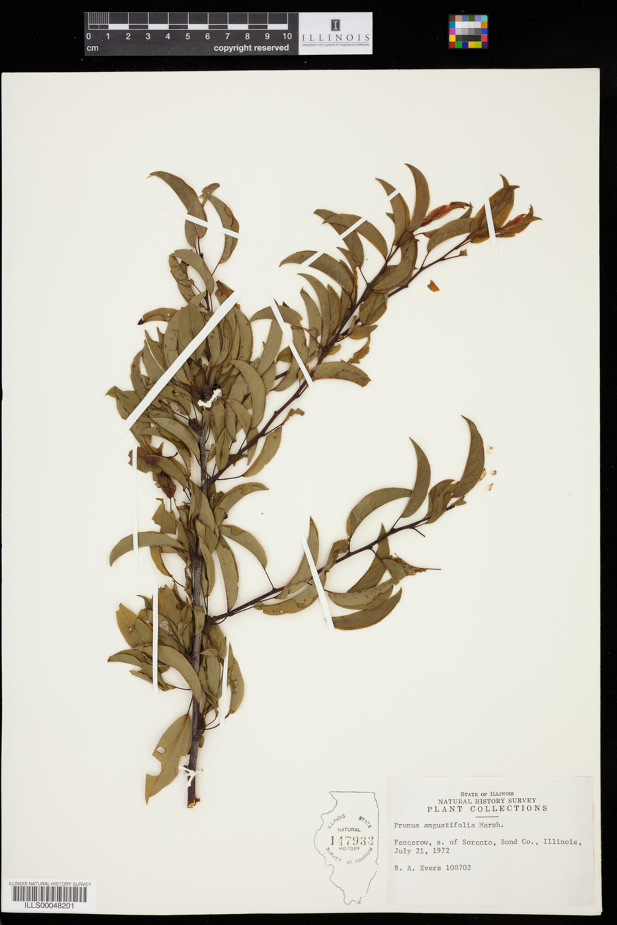 Prunus angustifolia image