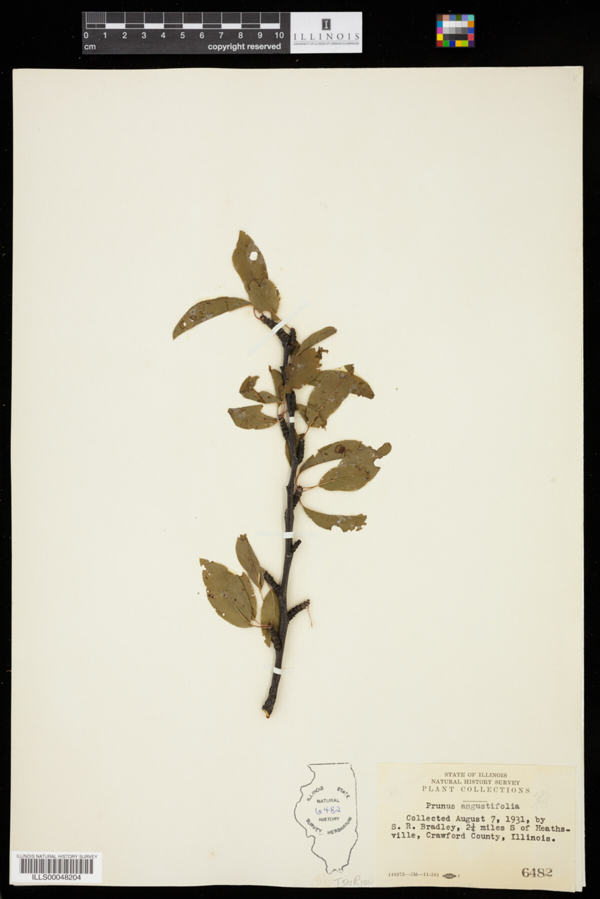 Prunus angustifolia image