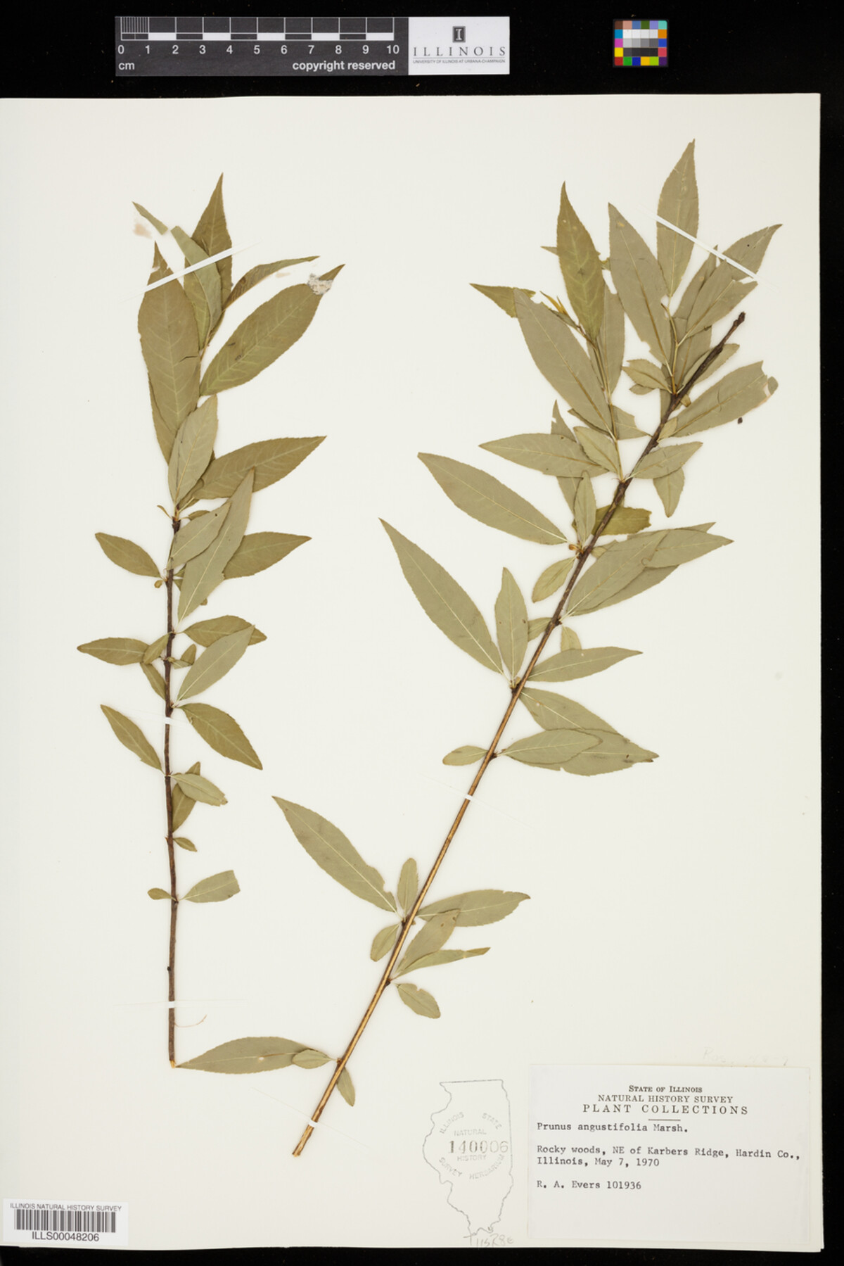 Prunus image