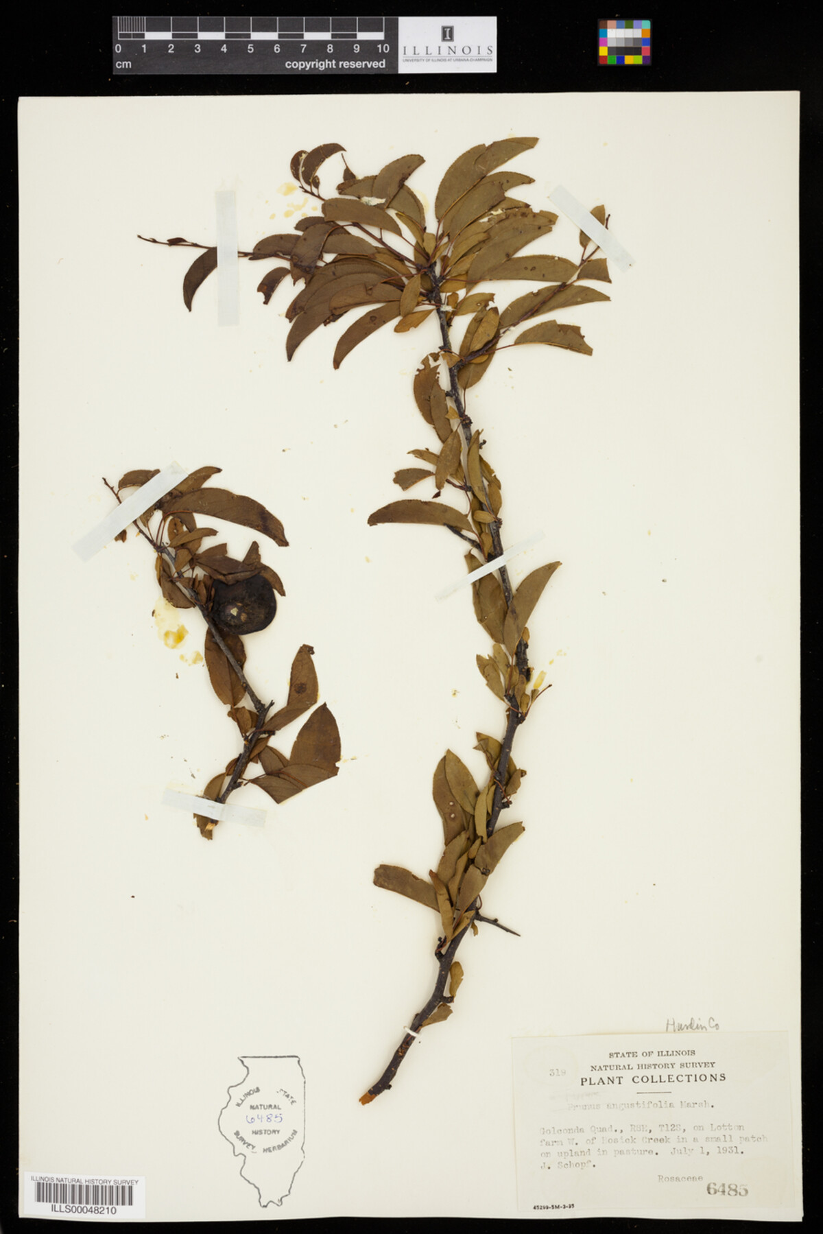 Prunus angustifolia image