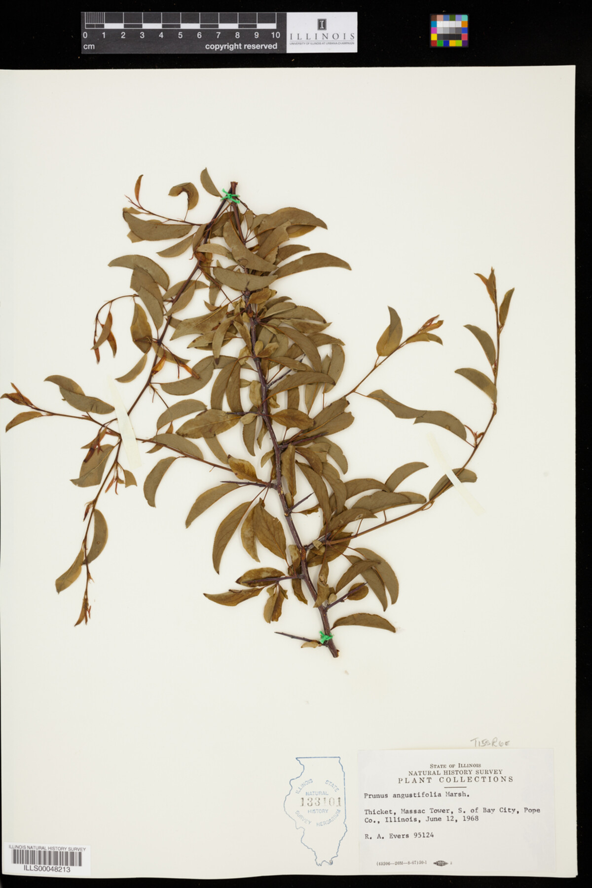 Prunus angustifolia image