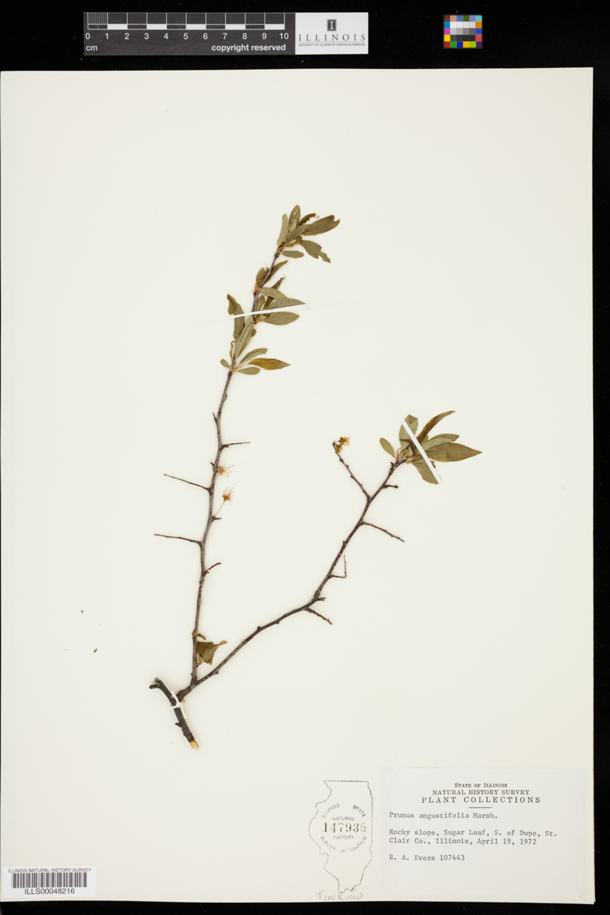 Prunus angustifolia image