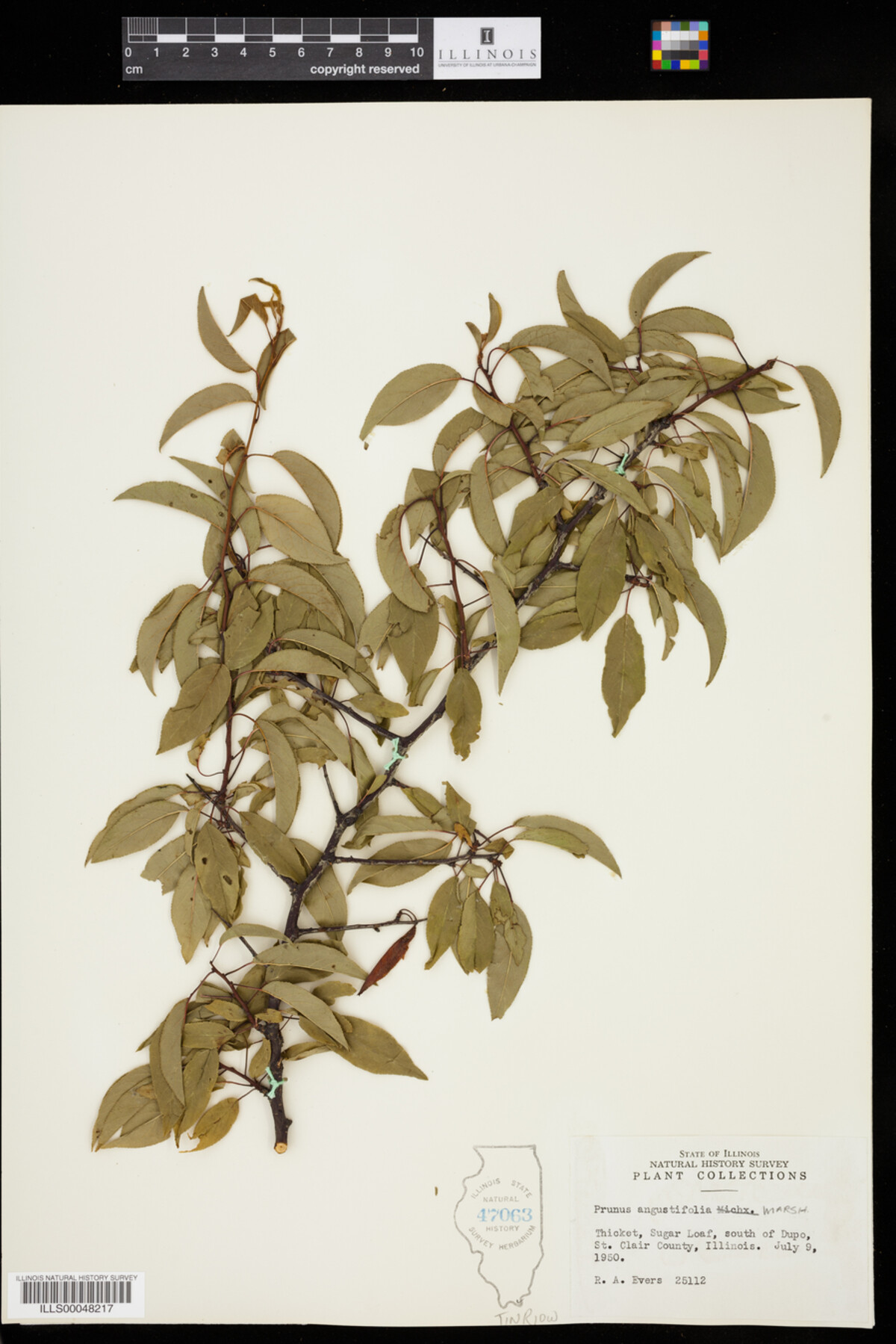 Prunus angustifolia image