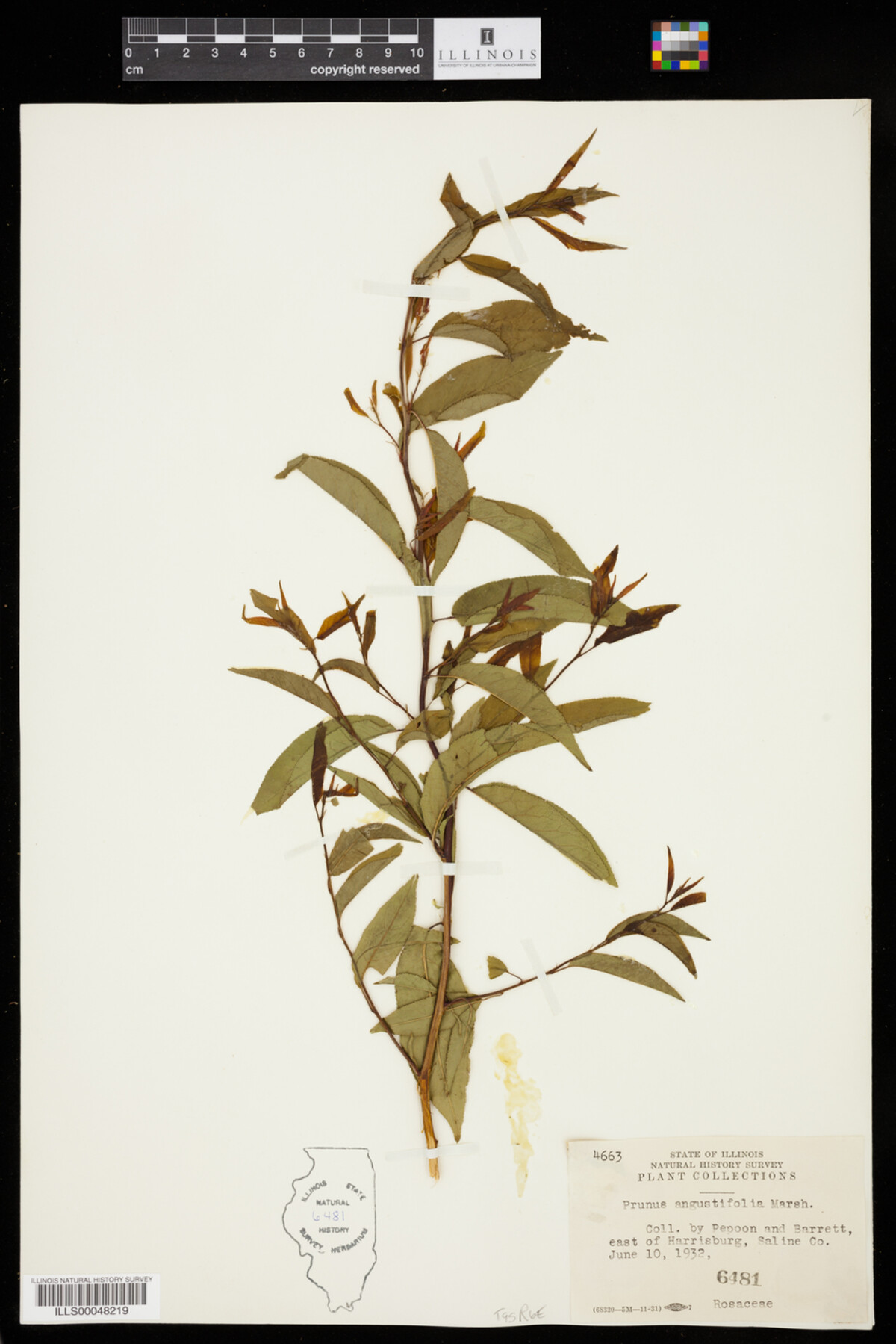 Prunus angustifolia image