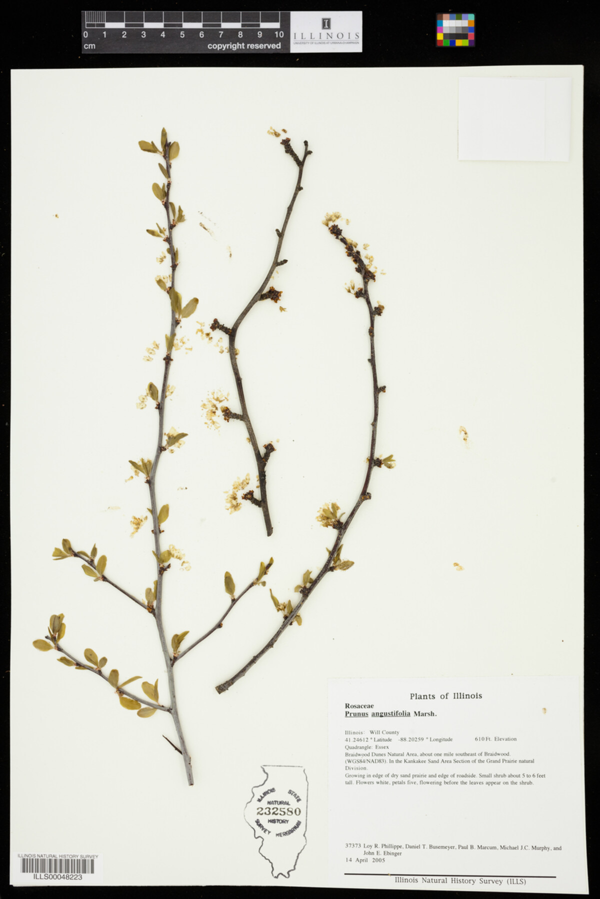 Prunus angustifolia image