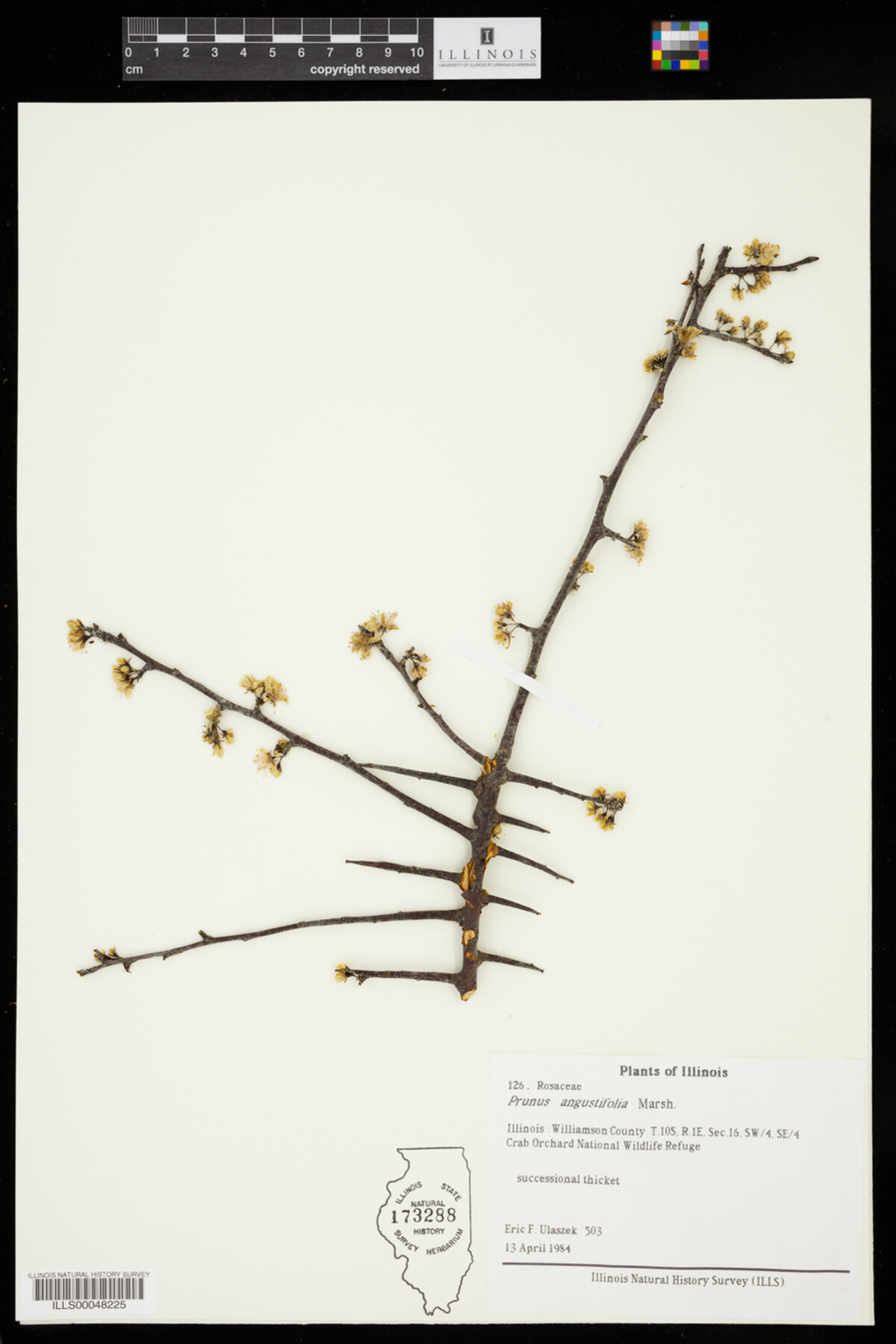 Prunus angustifolia image