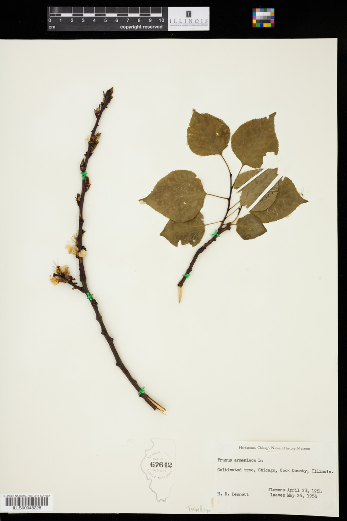 Prunus armeniaca image