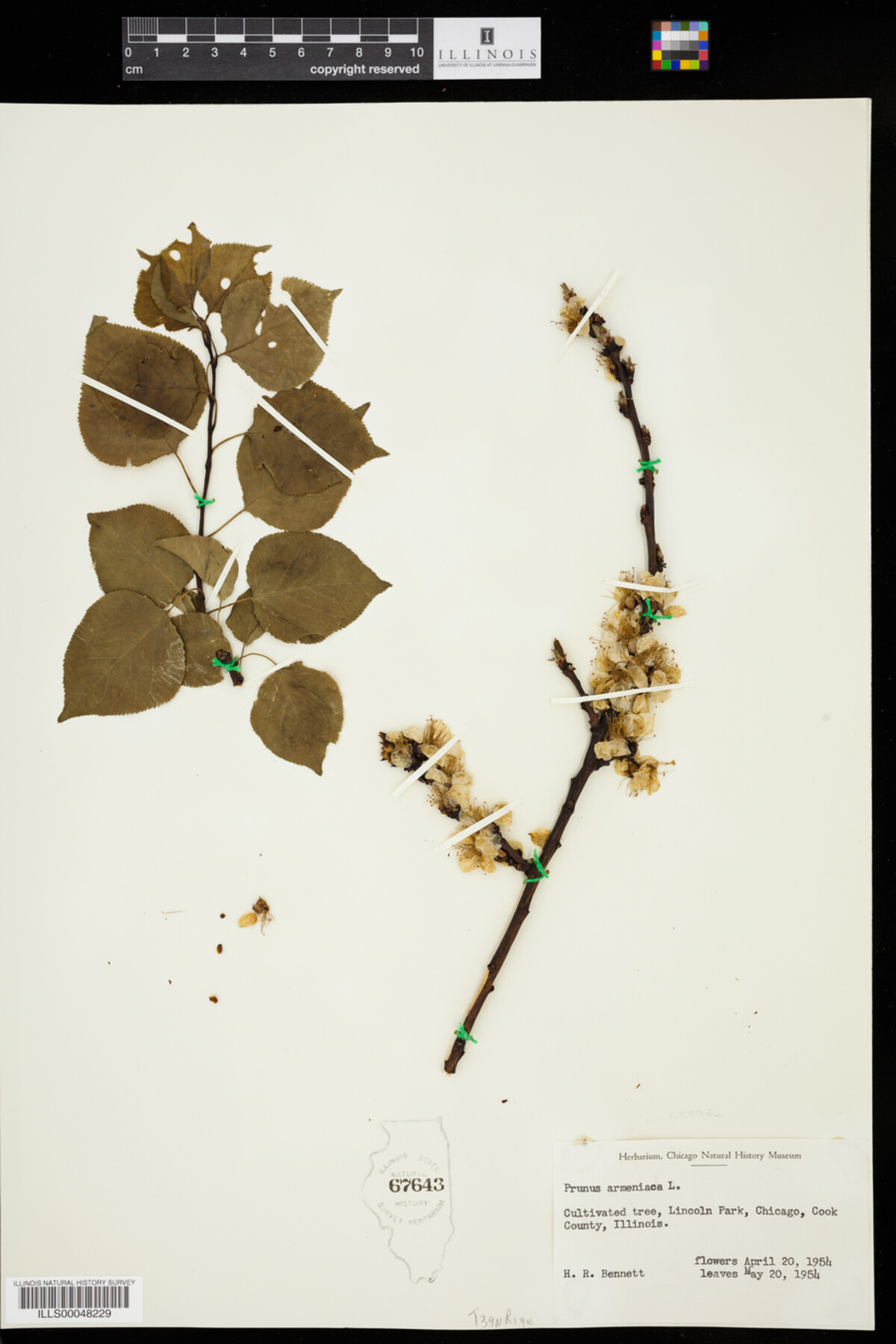 Prunus armeniaca image