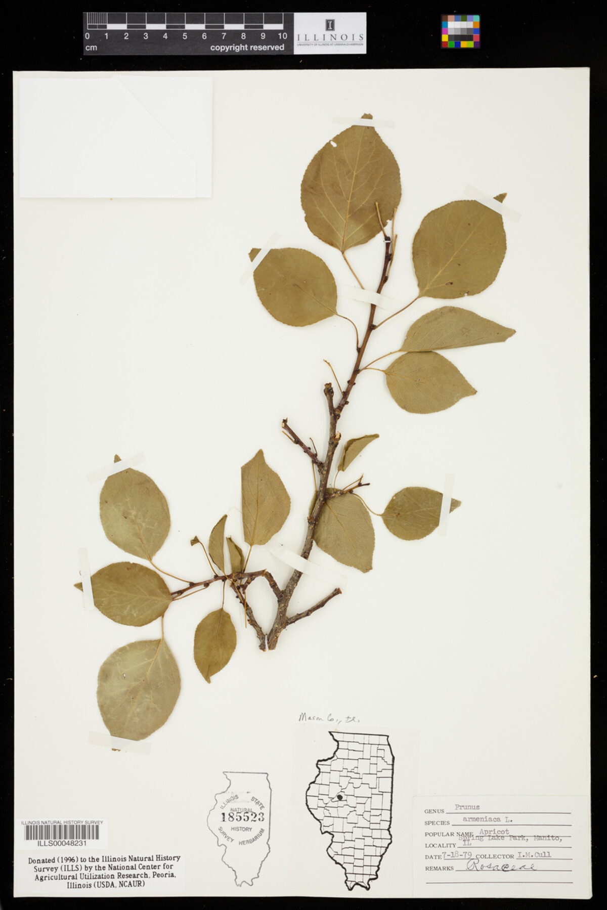 Prunus armeniaca image