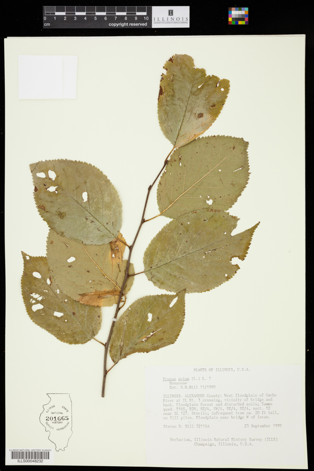 Prunus avium image