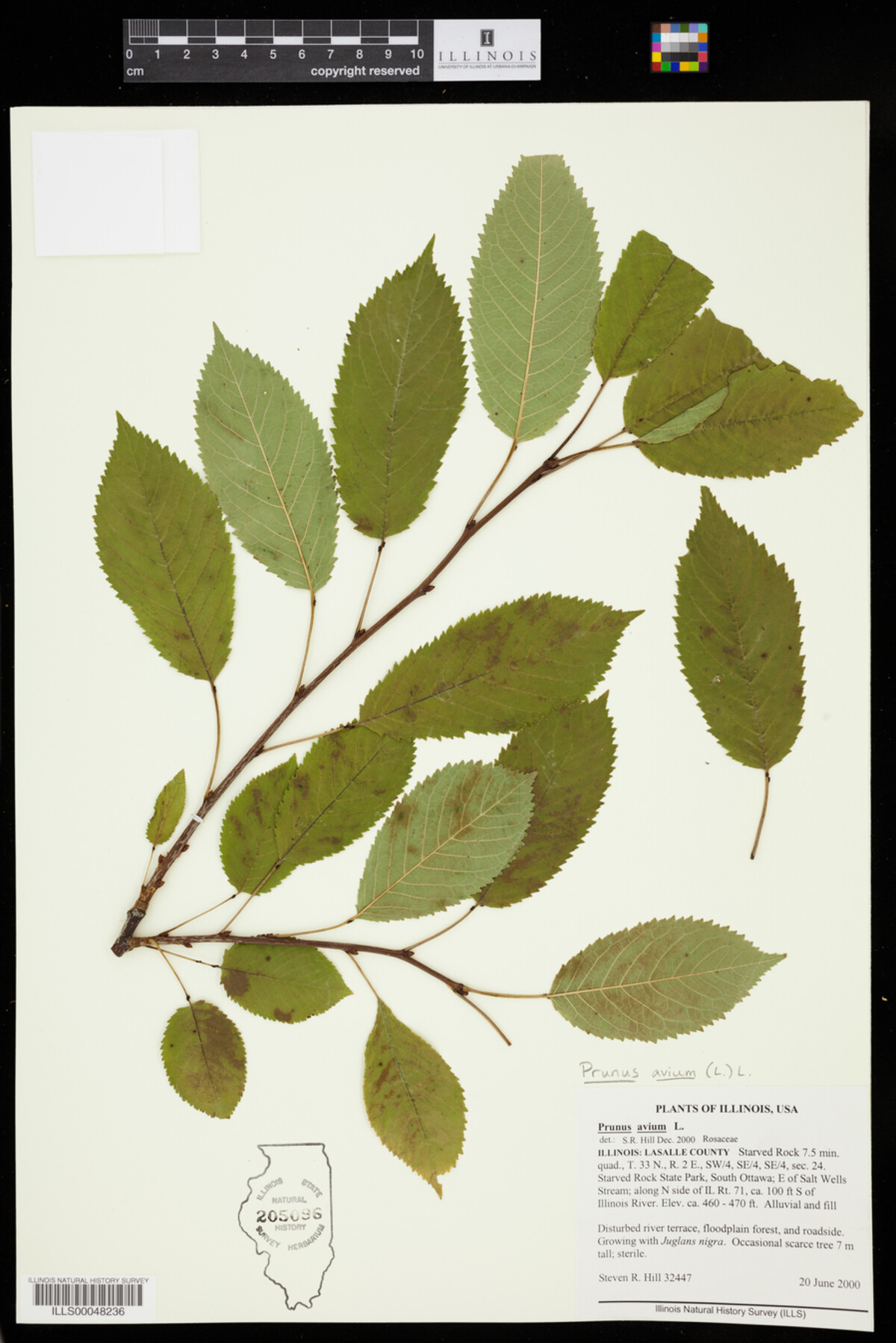 Prunus avium image