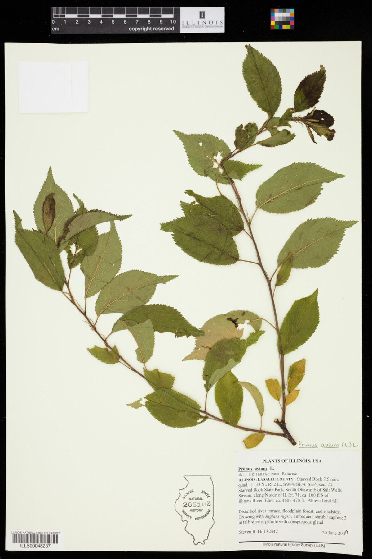 Prunus avium image