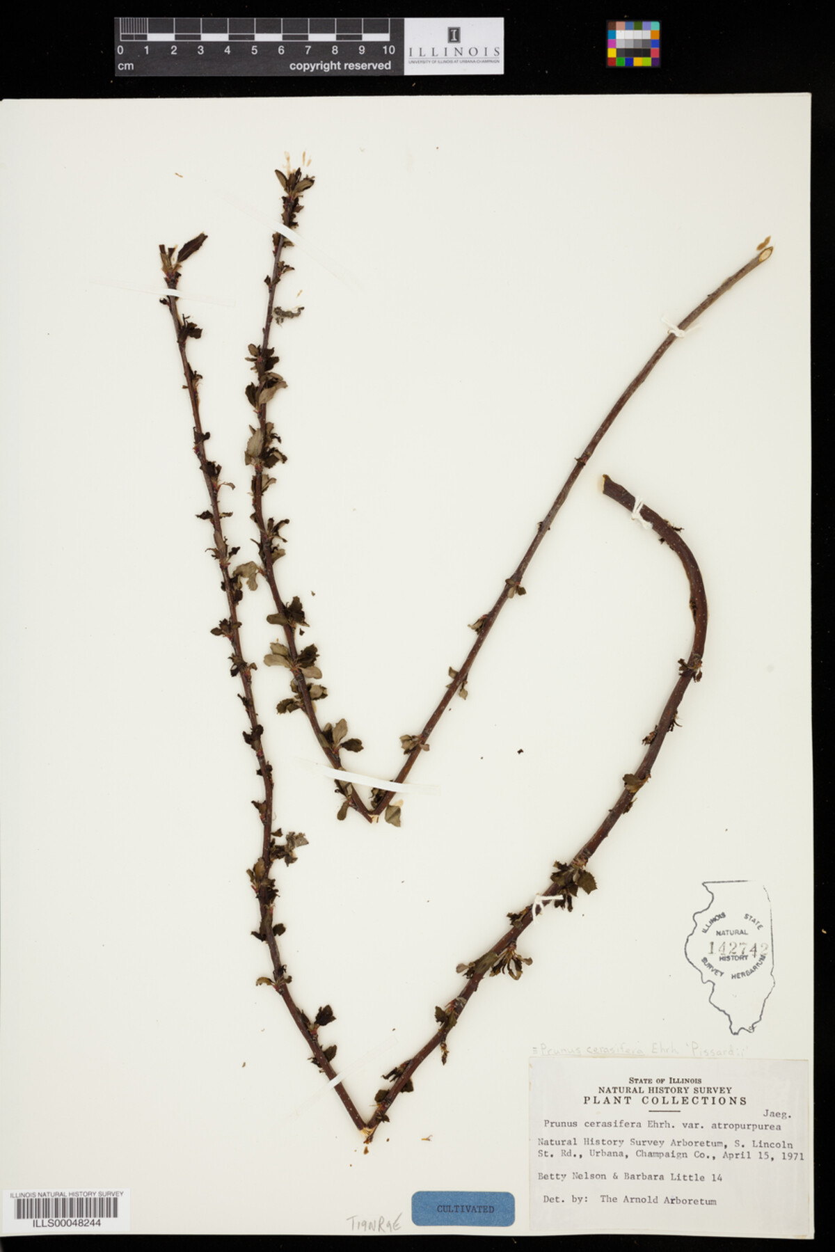 Prunus cerasifera image