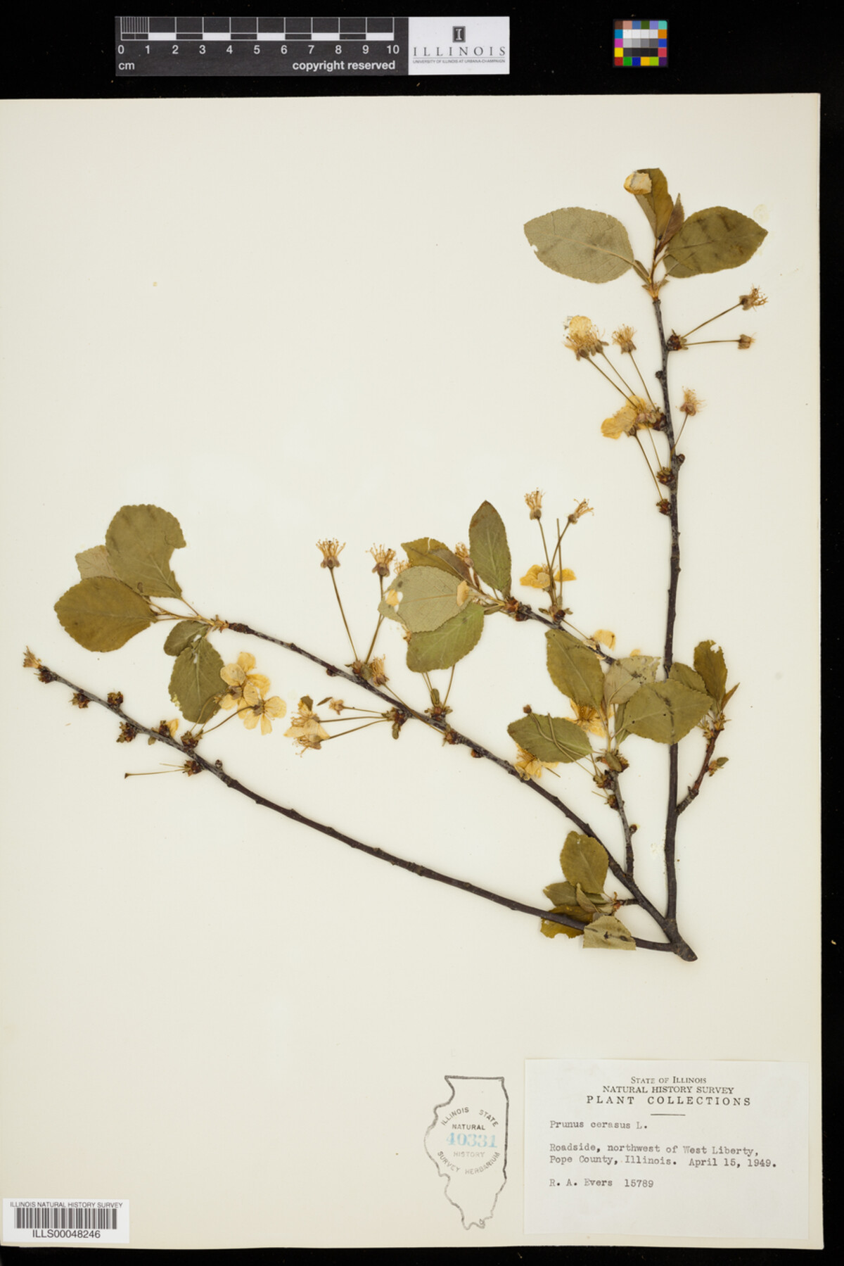 Prunus cerasus image