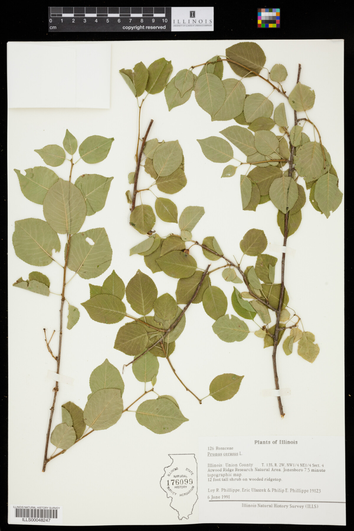 Prunus cerasus image