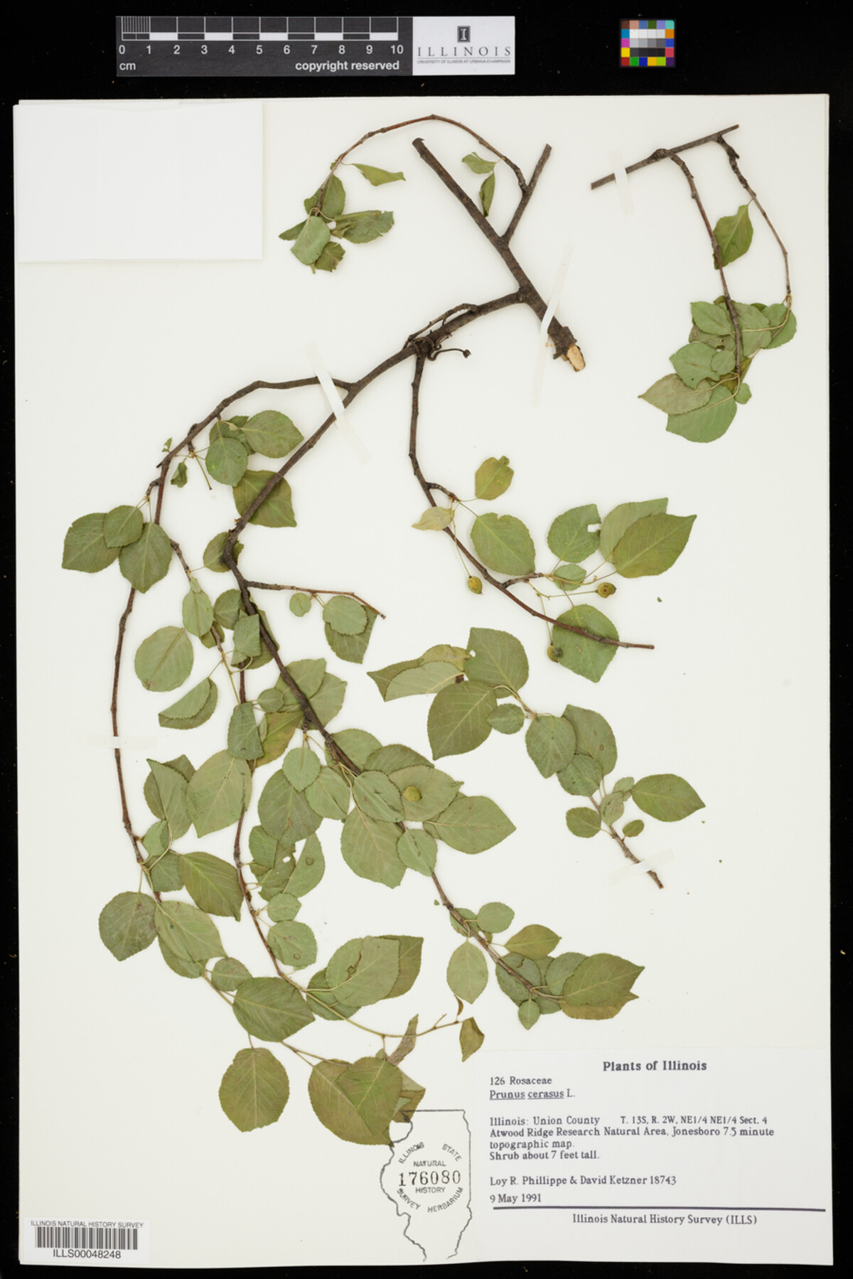 Prunus cerasus image