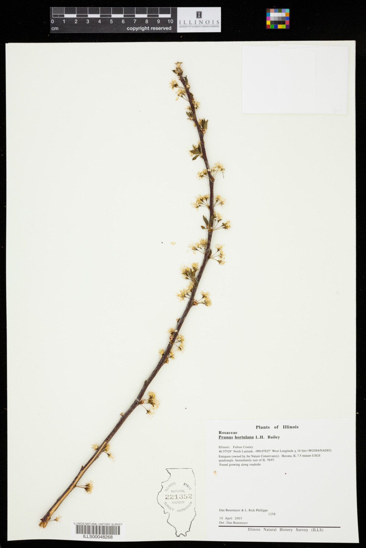 Prunus hortulana image