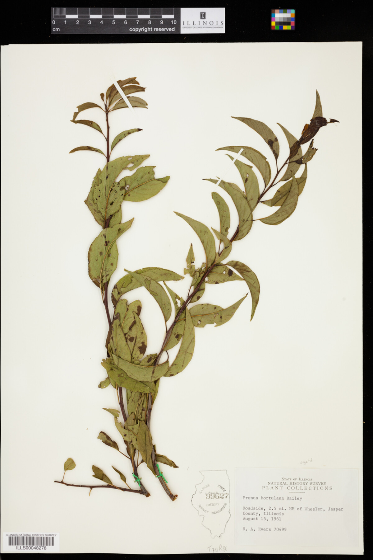 Prunus hortulana image