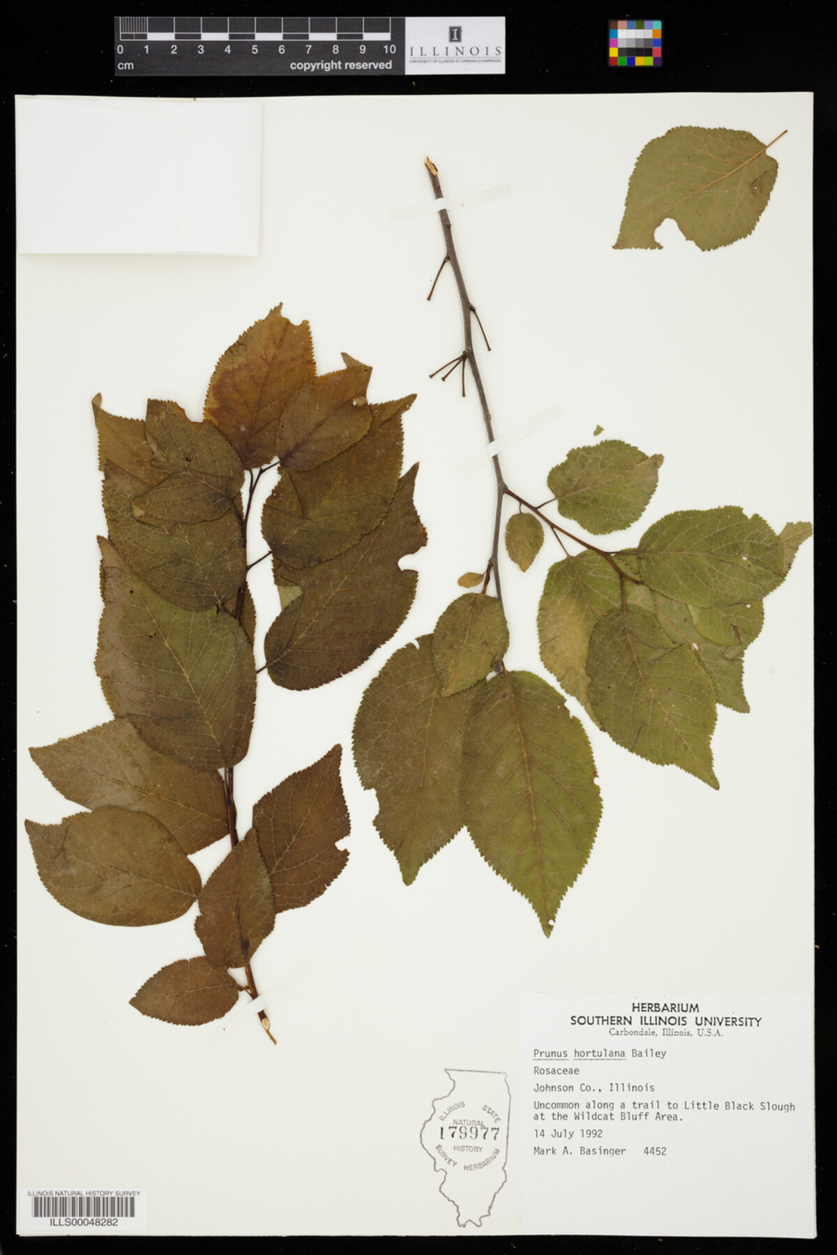 Prunus hortulana image