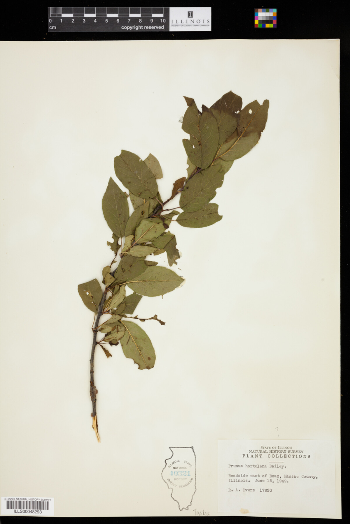 Prunus hortulana image