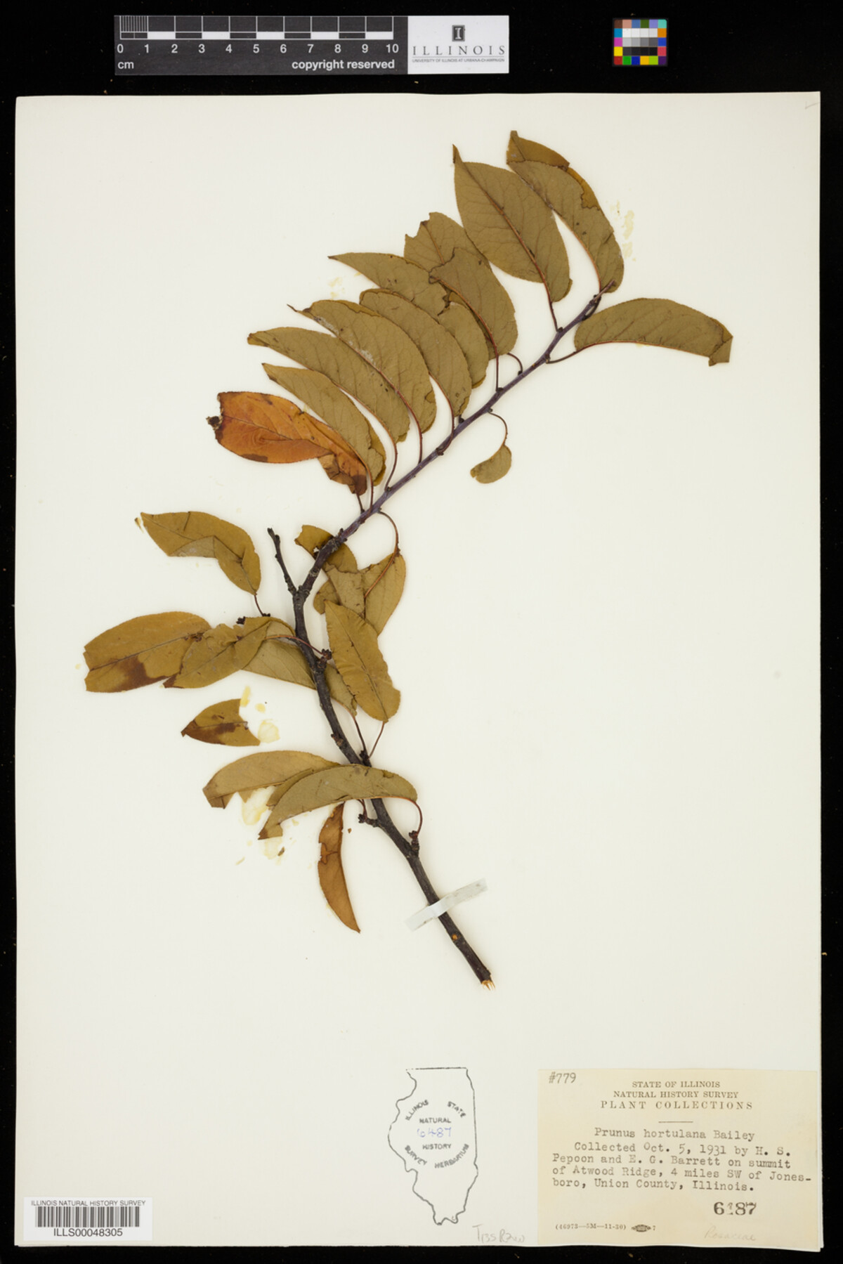 Prunus hortulana image