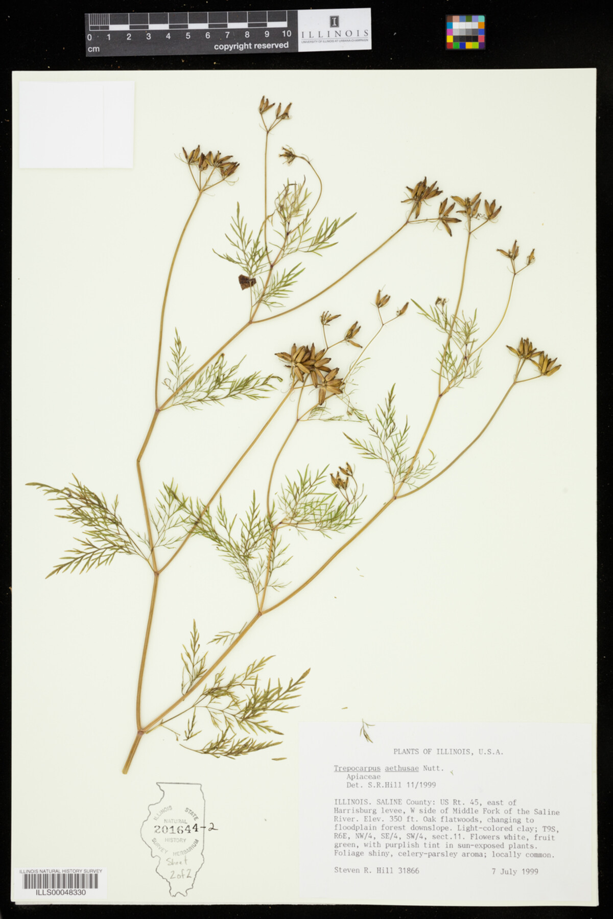Trepocarpus aethusae image