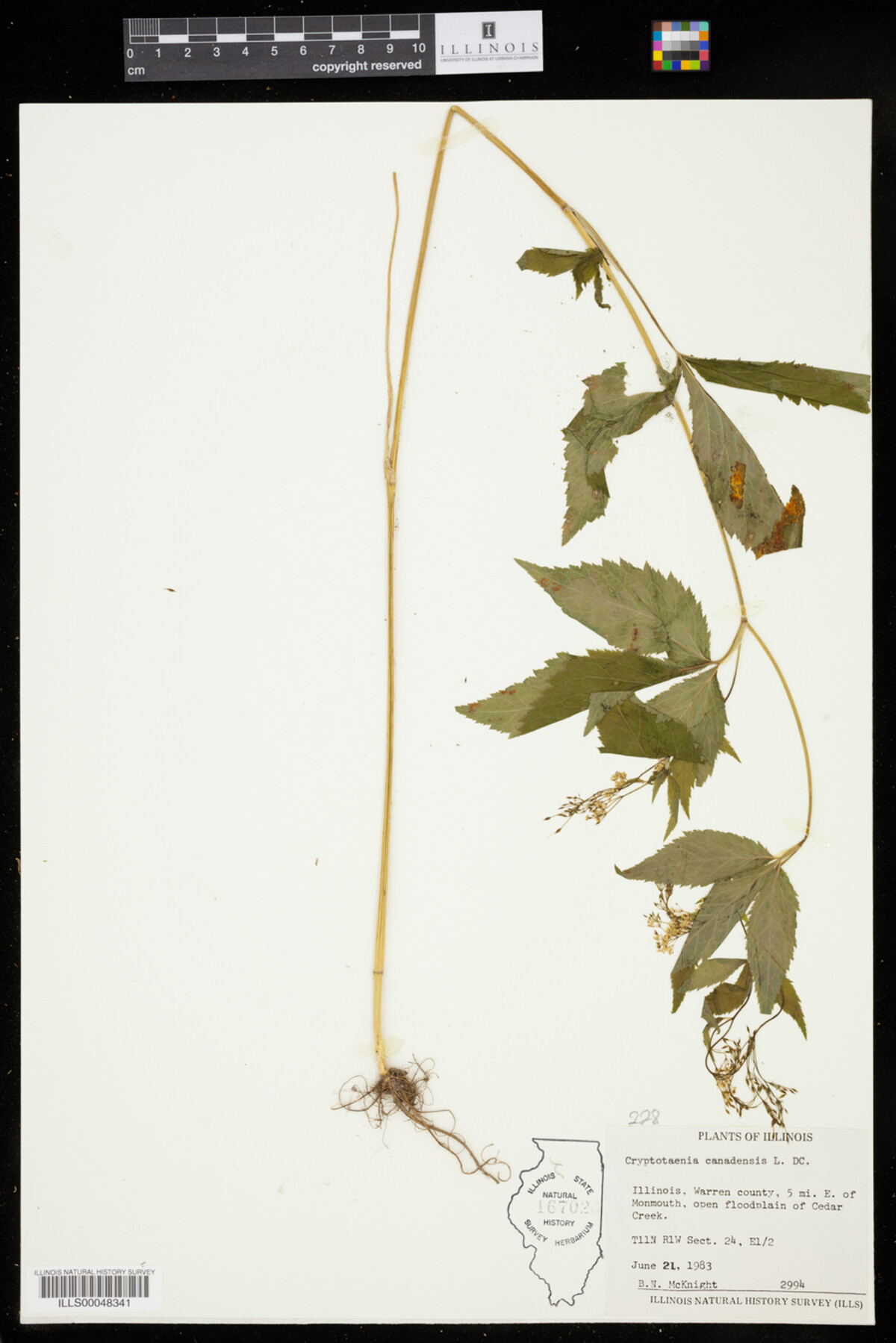 Cryptotaenia canadensis image