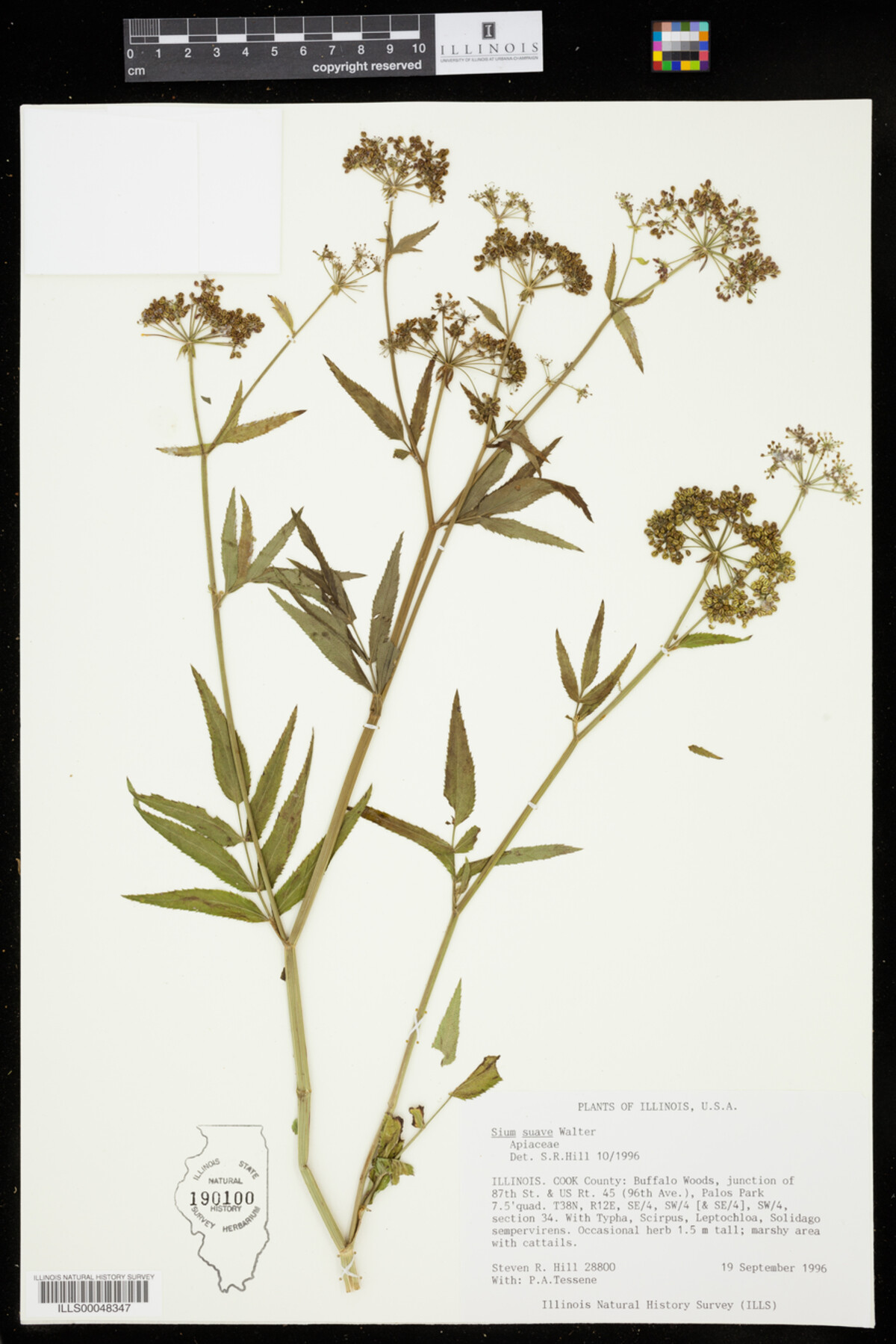 Sium image