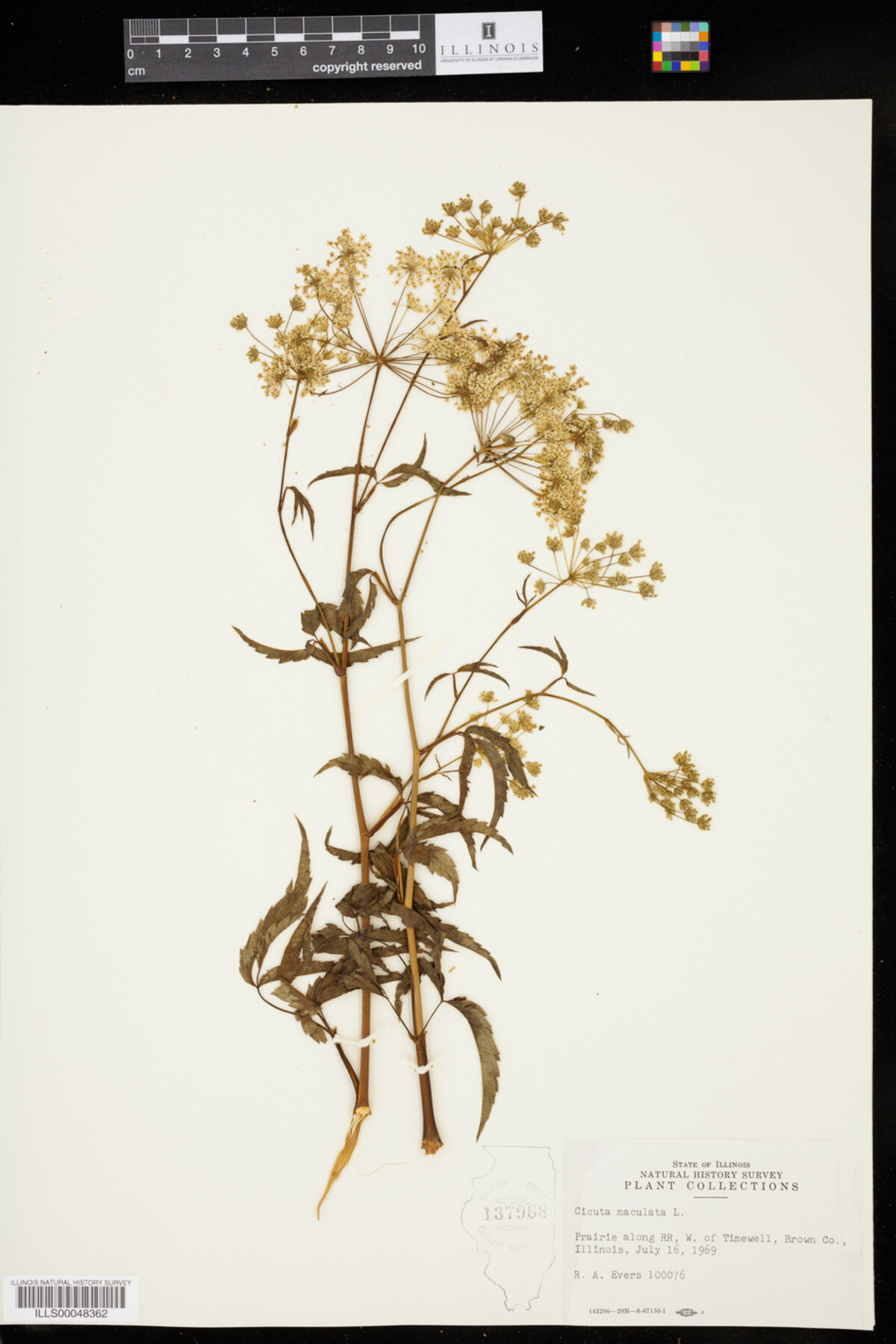 Apiaceae image
