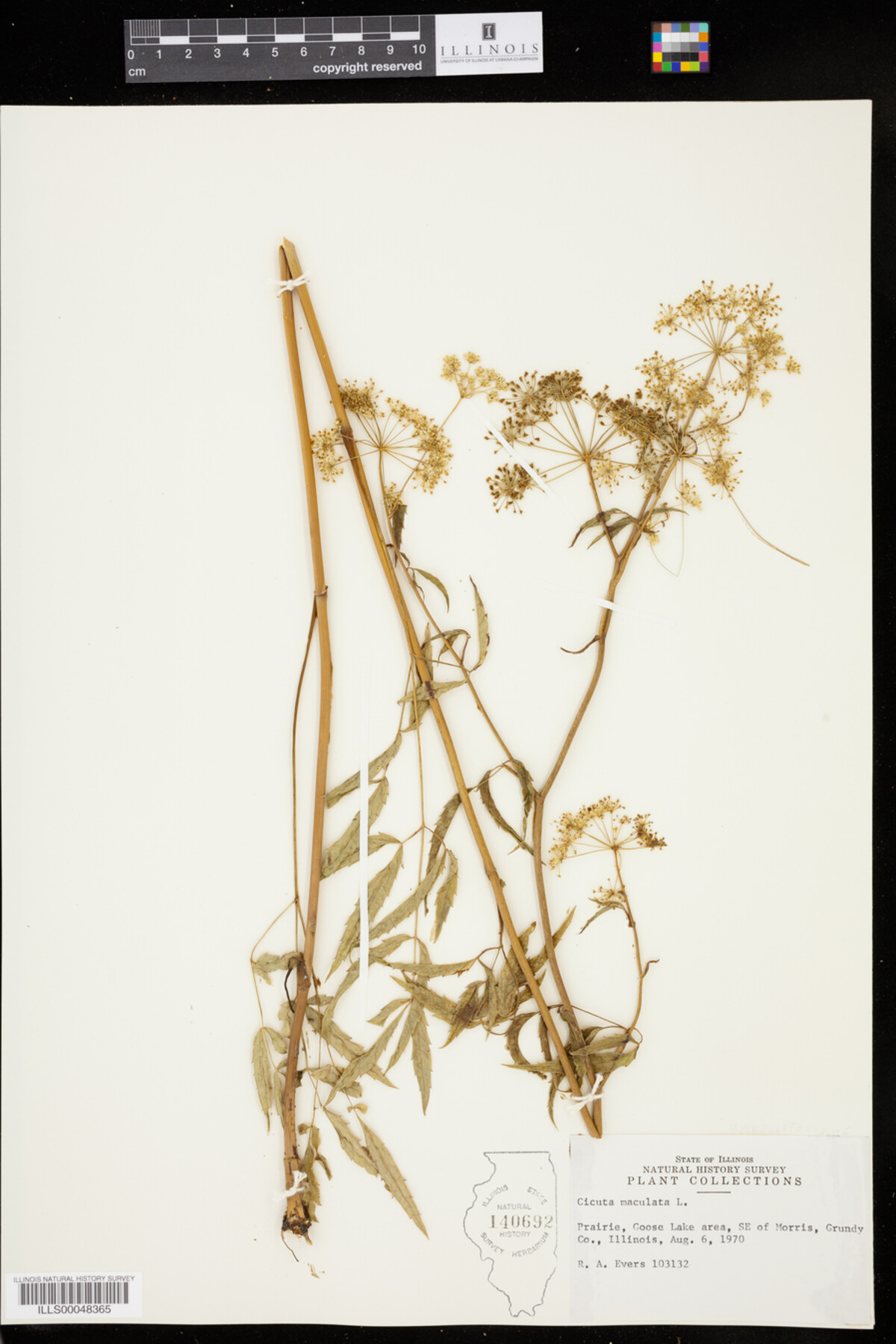 Cicuta maculata image