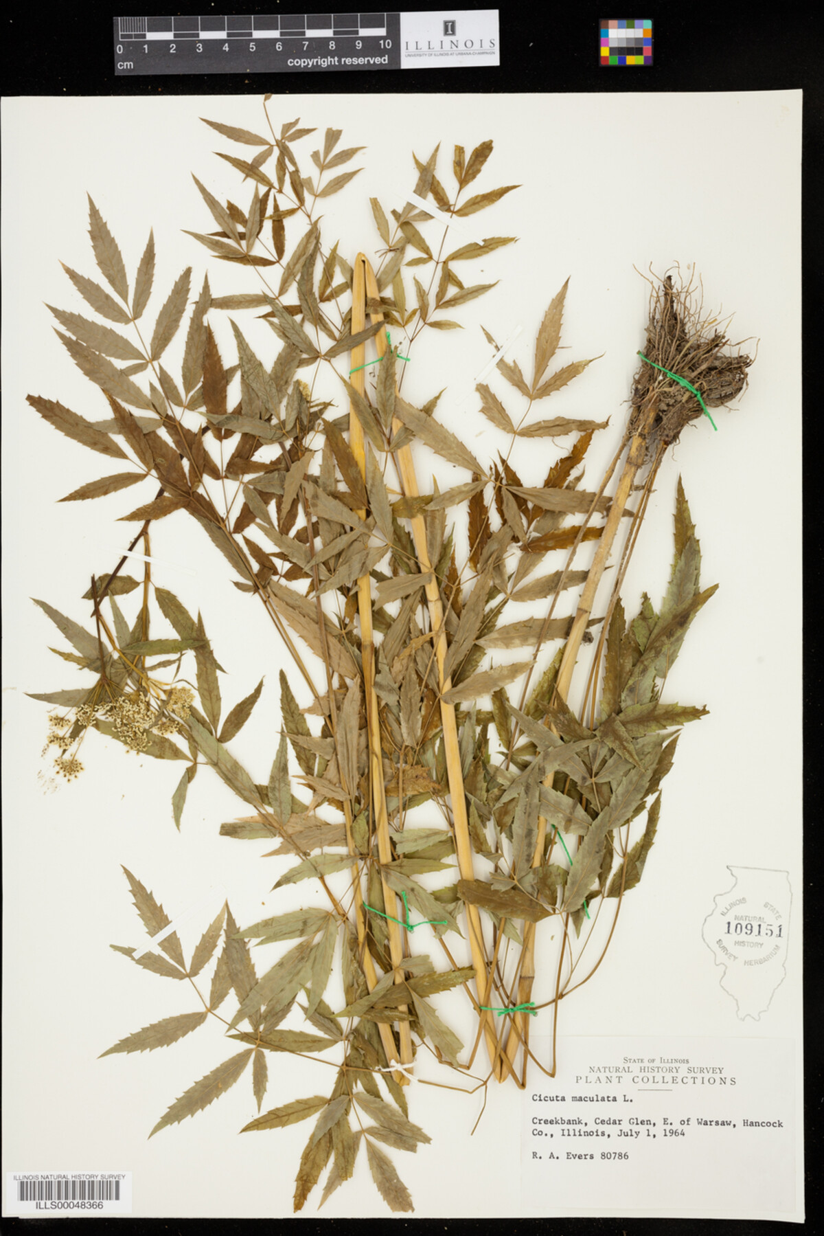 Cicuta image