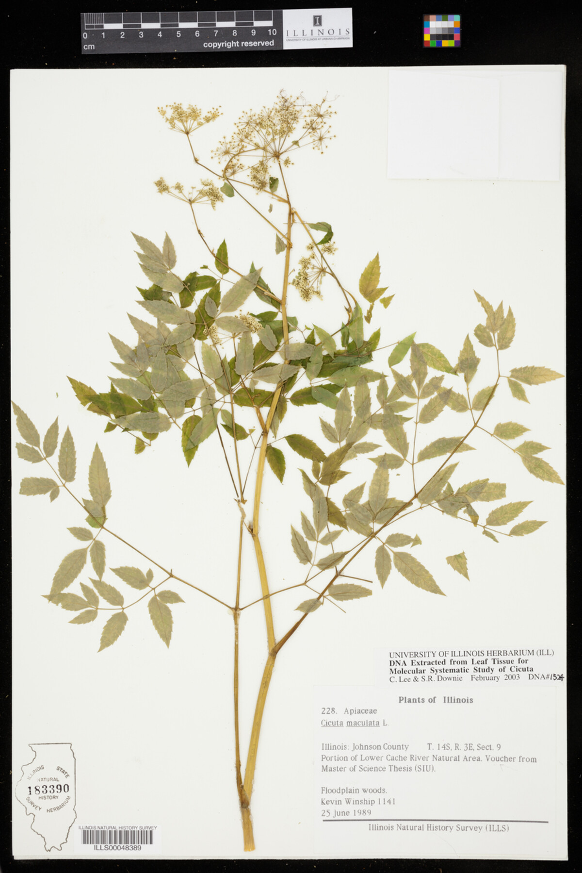 Cicuta maculata image