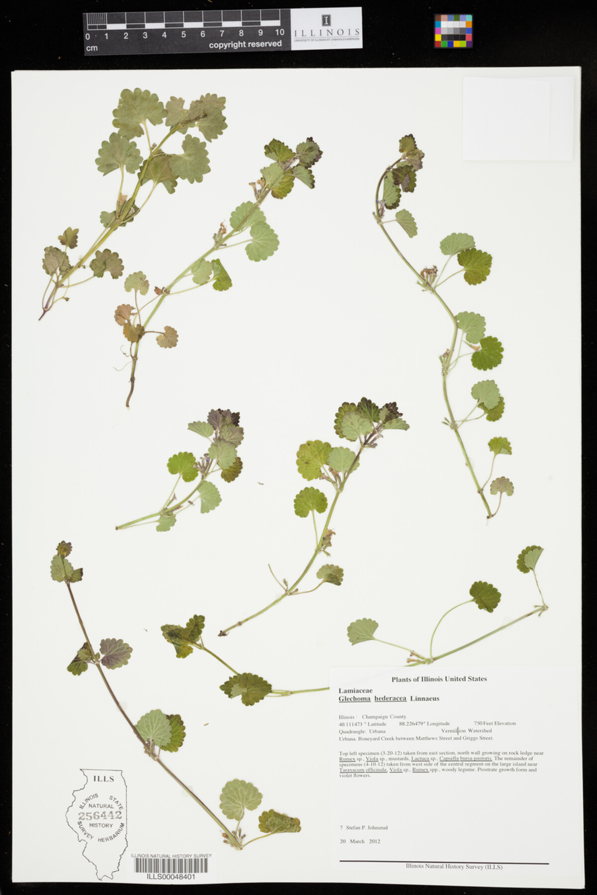 Glechoma hederacea image