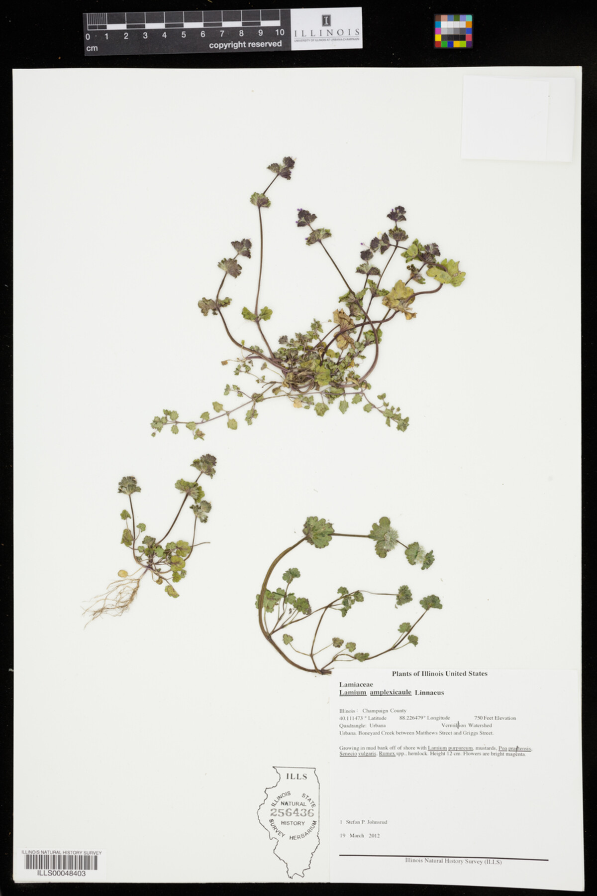 Lamium amplexicaule image