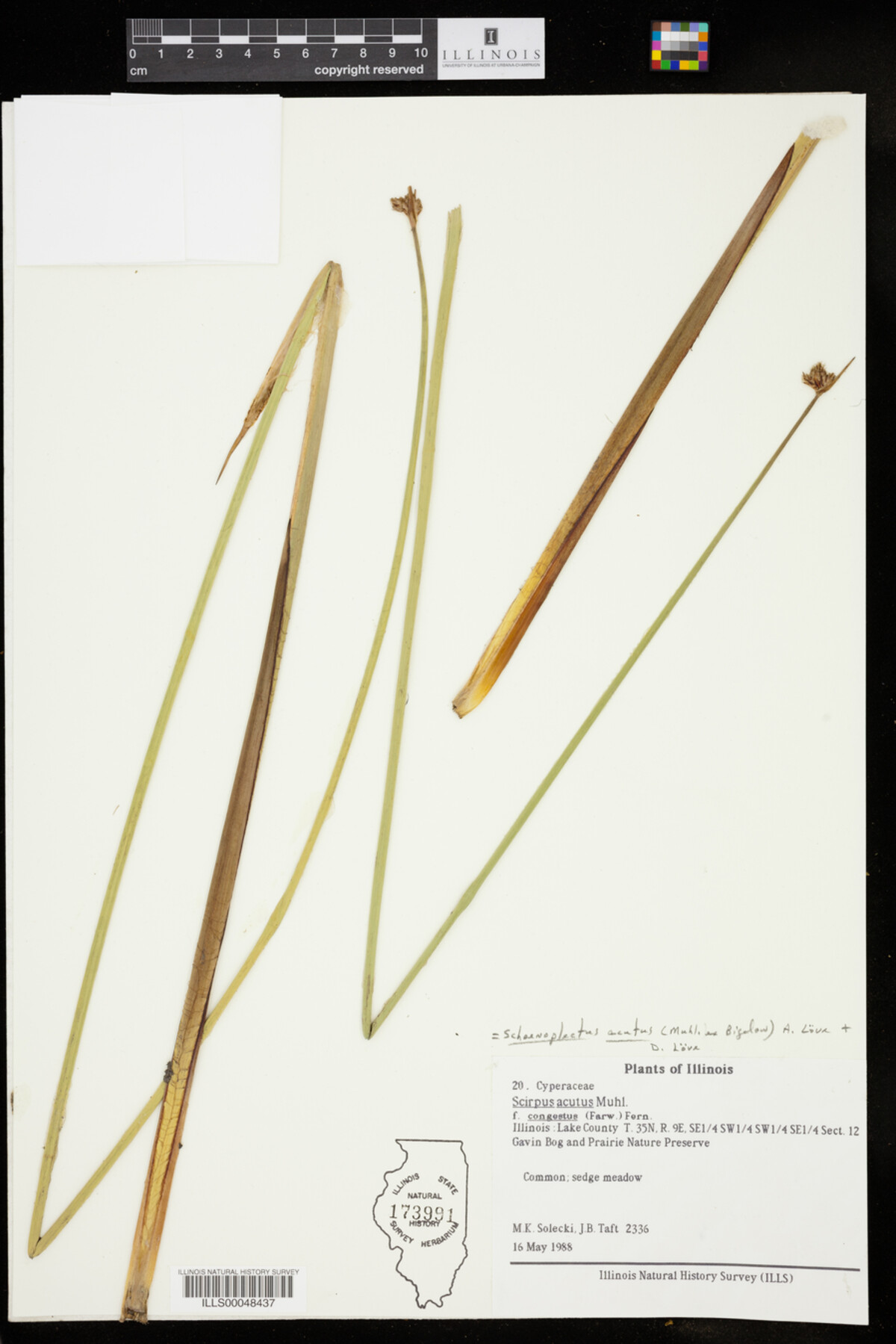 Schoenoplectus acutus image