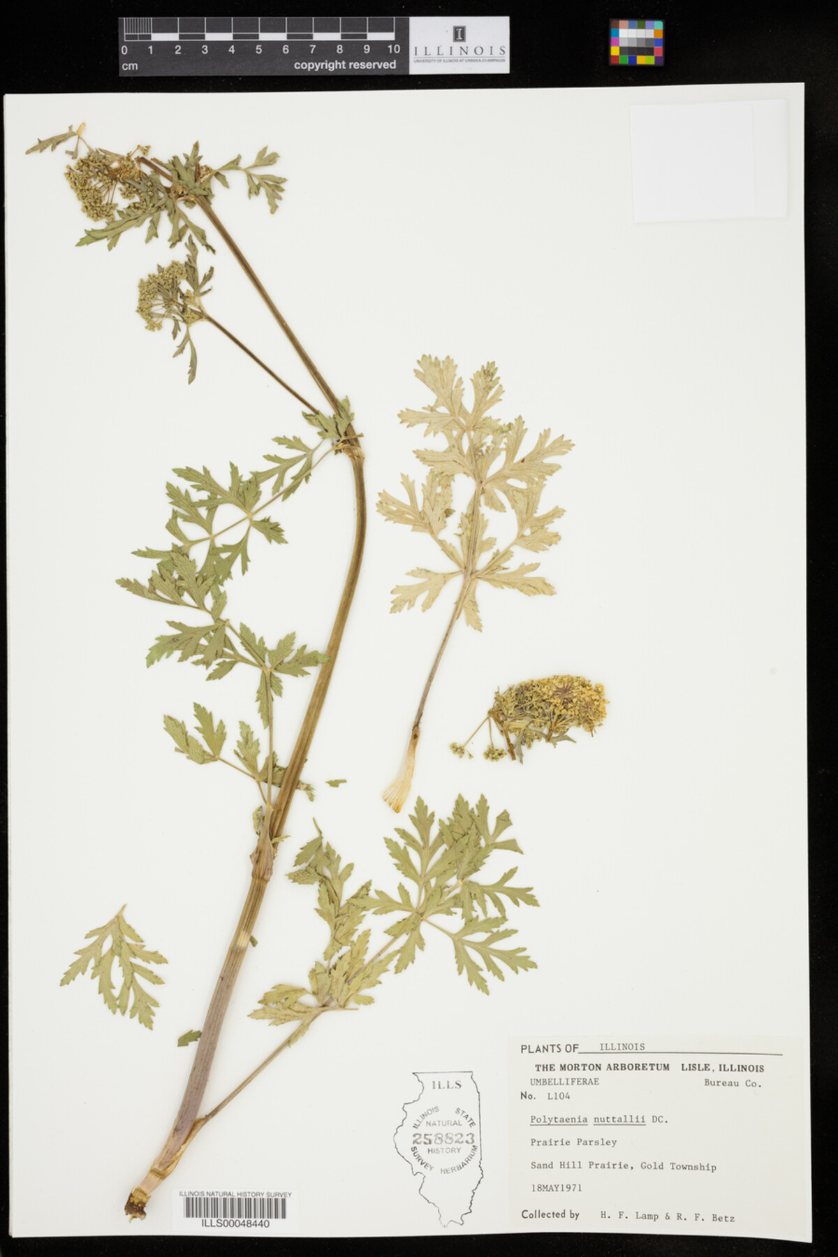 Polytaenia nuttallii image