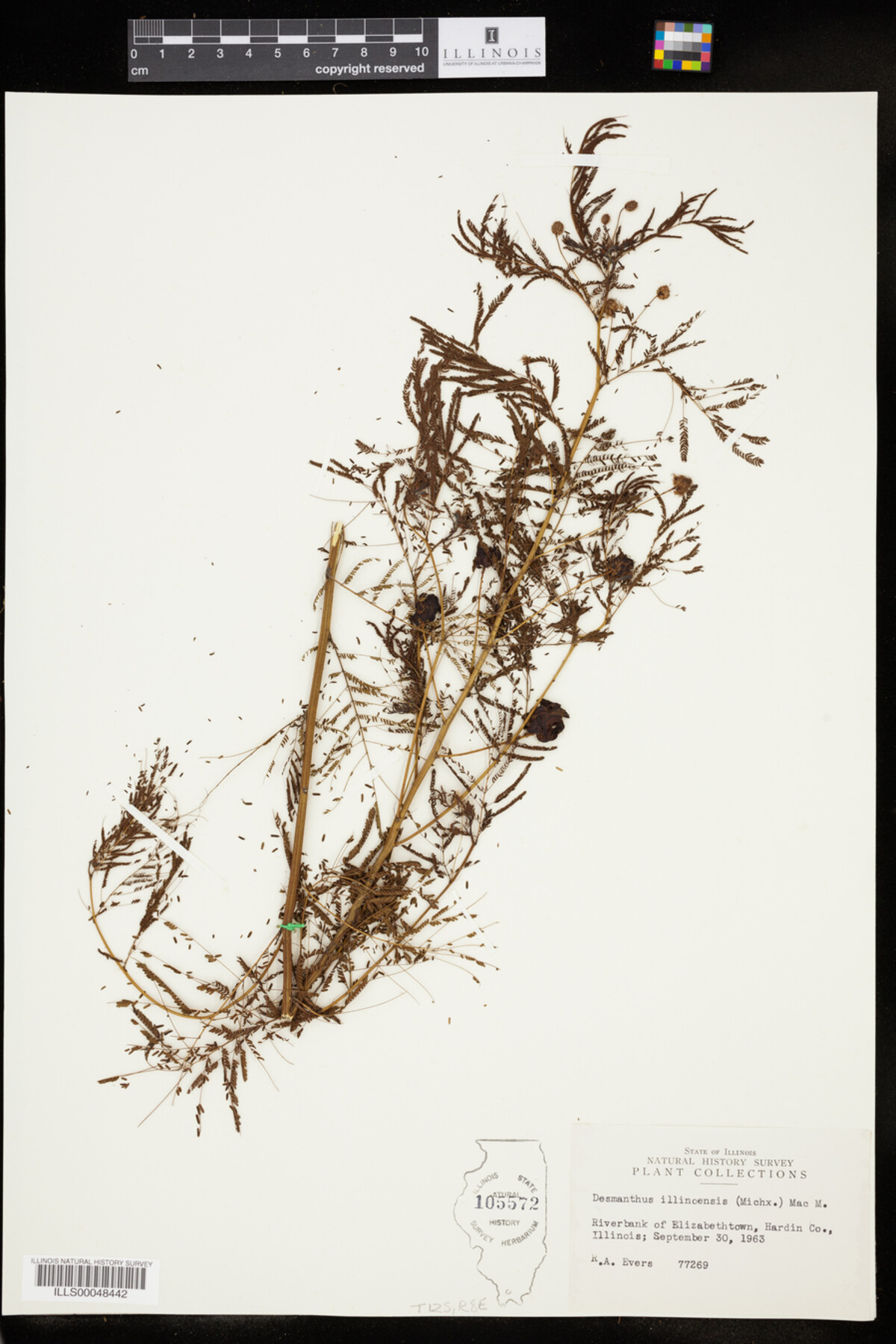 Desmanthus illinoensis image