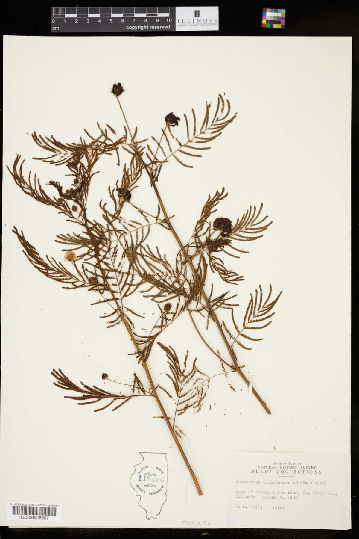 Desmanthus illinoensis image