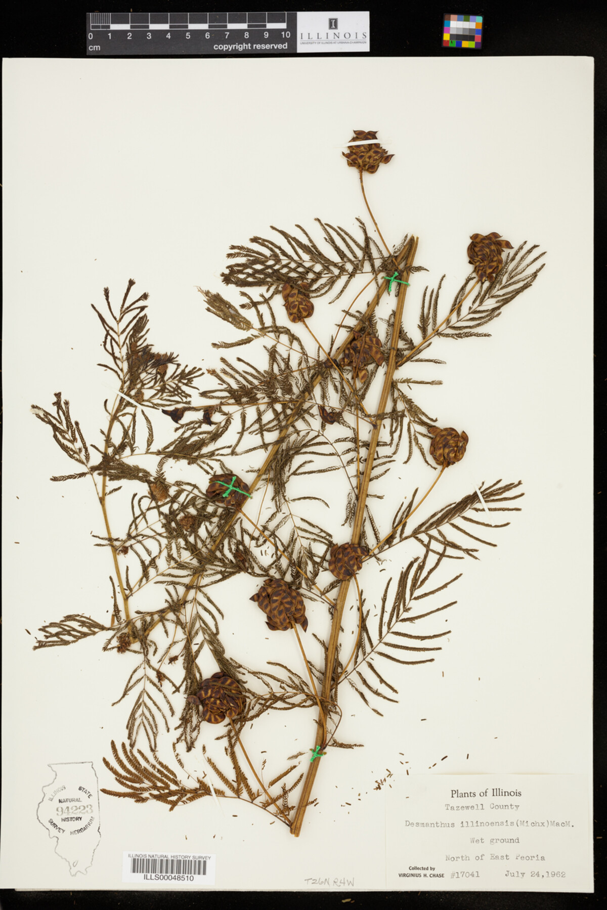 Desmanthus illinoensis image