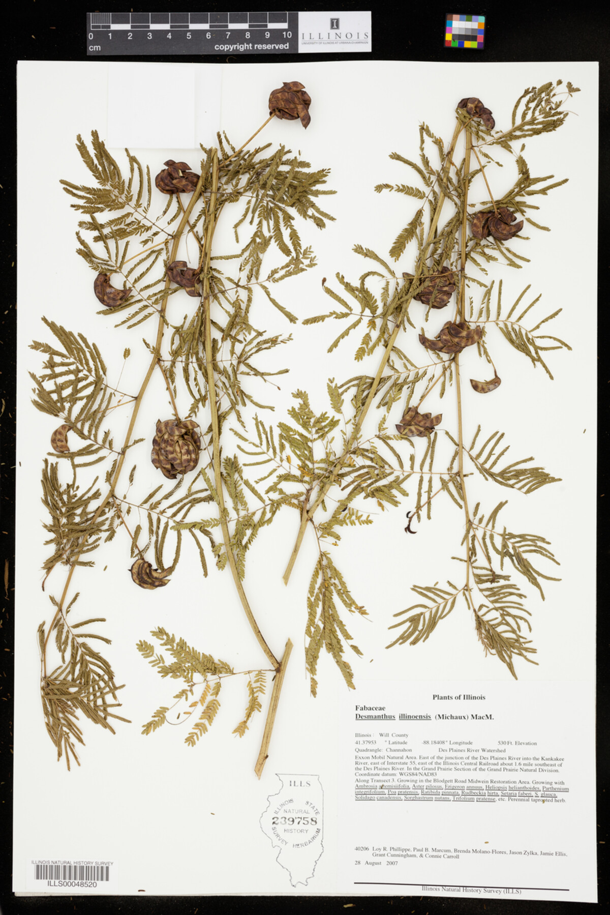 Desmanthus illinoensis image