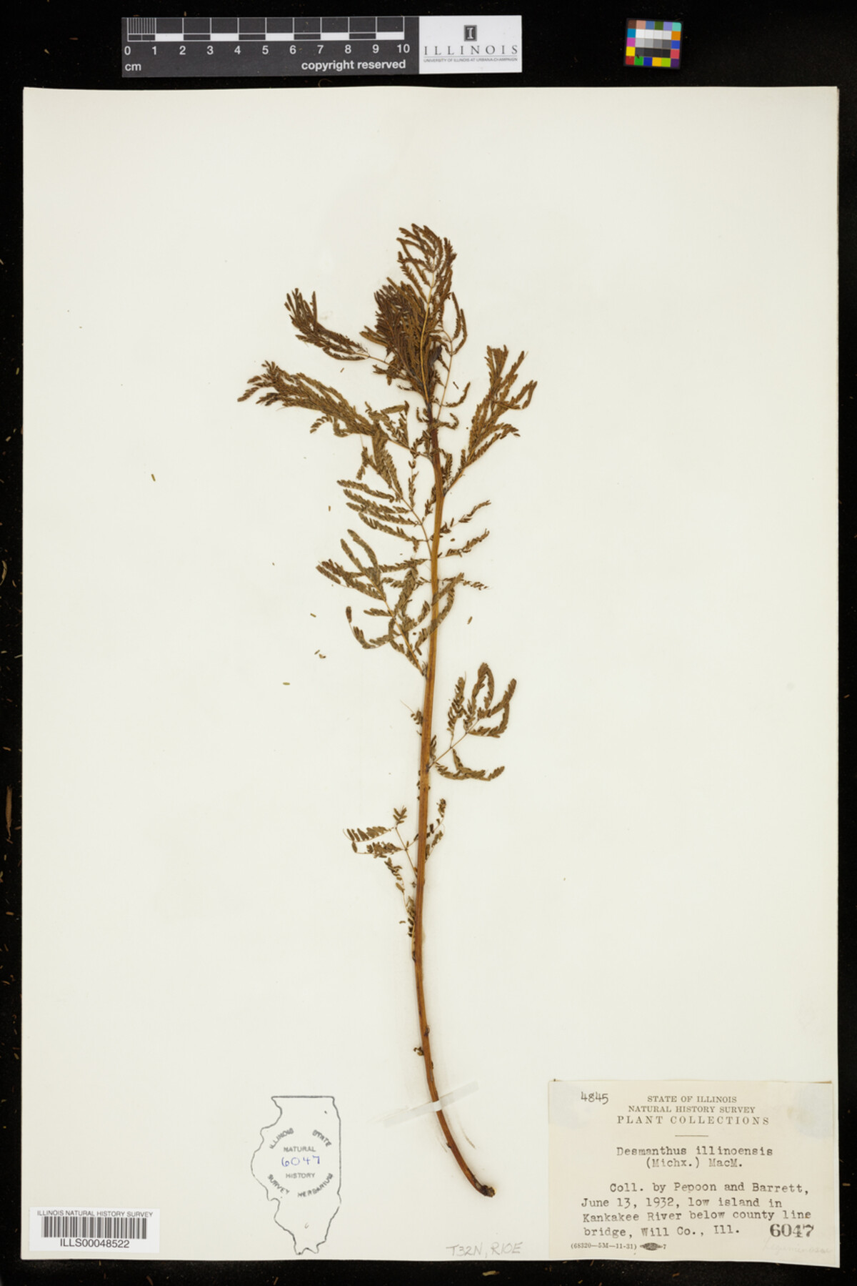Desmanthus illinoensis image
