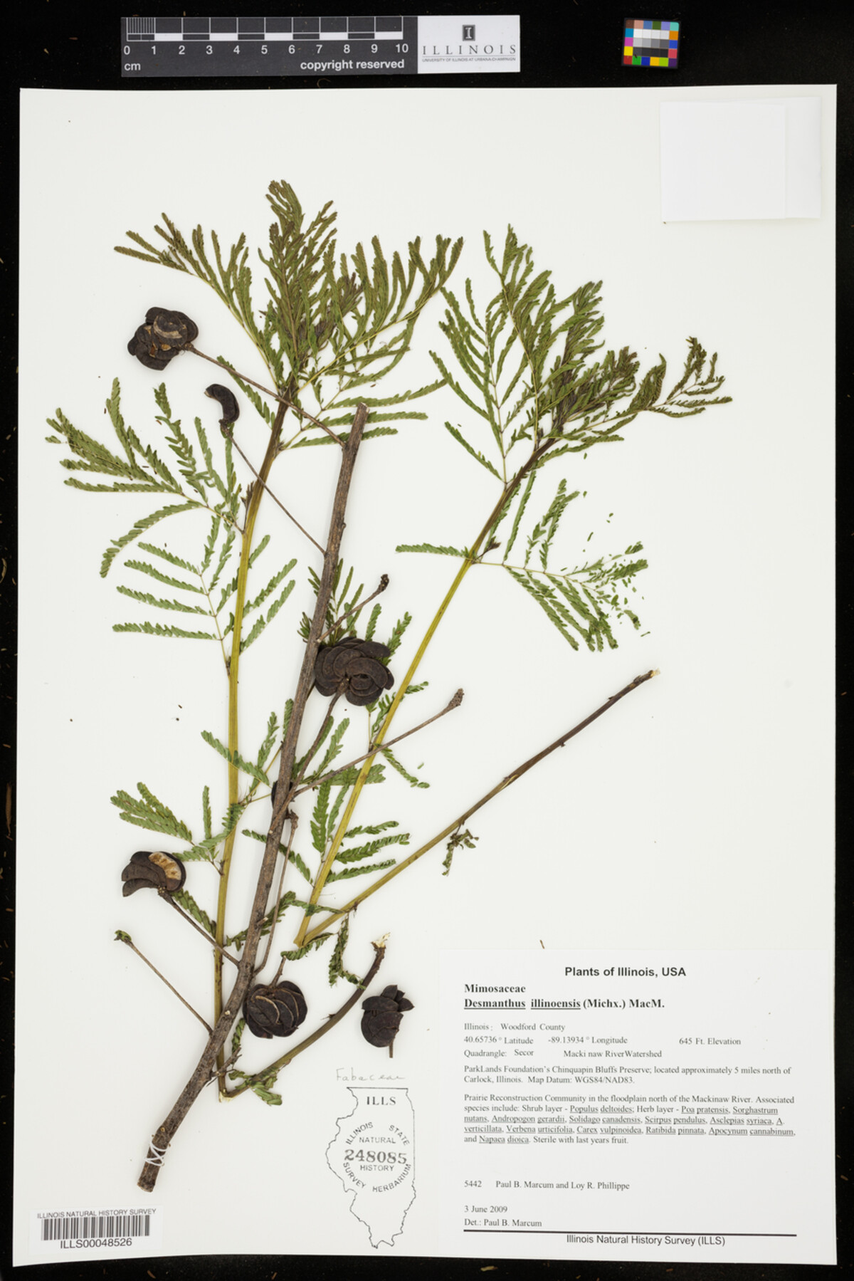 Desmanthus image