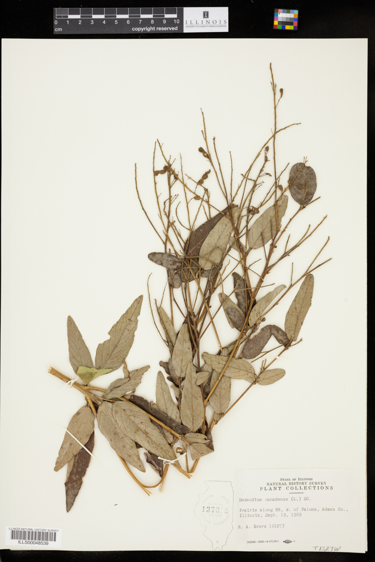 Desmodium canadense image