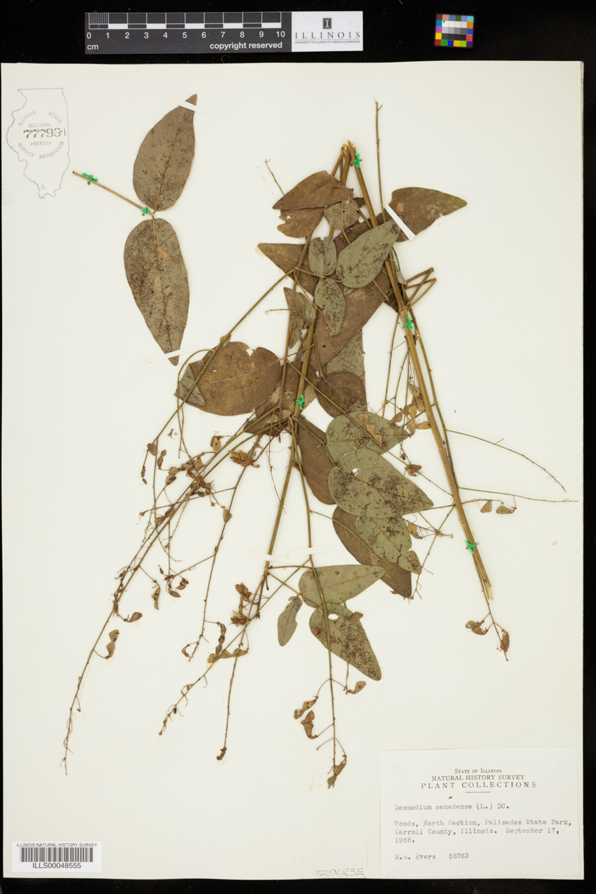 Desmodium canadense image