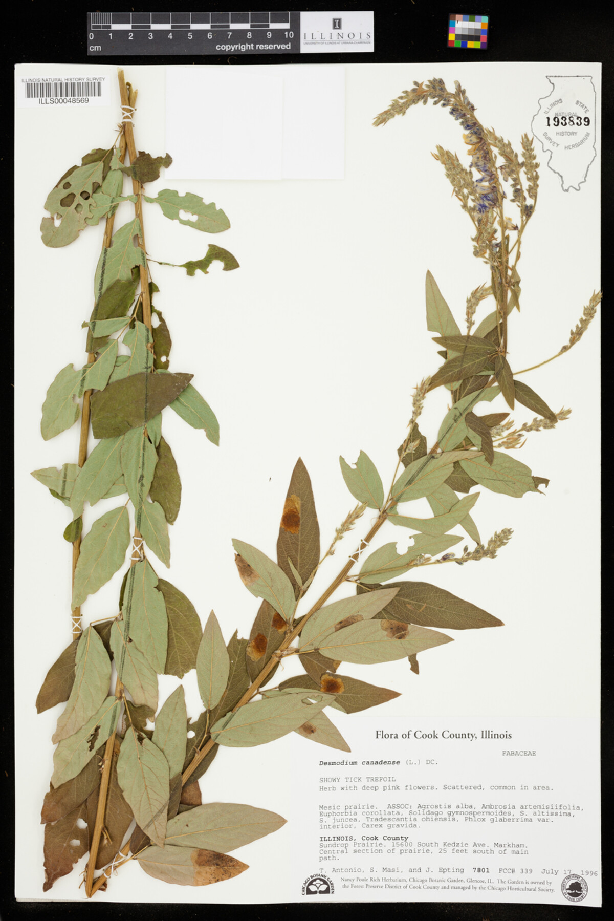 Desmodium canadense image