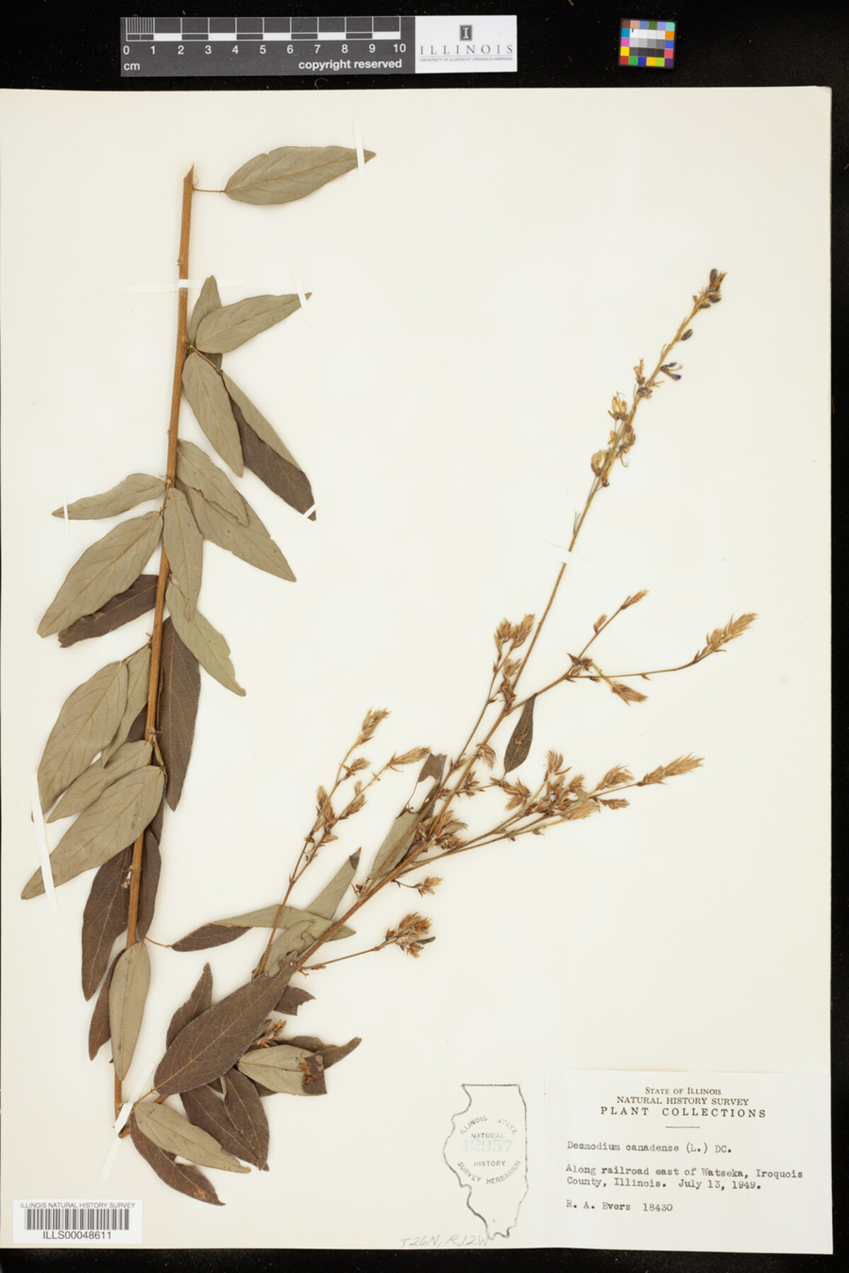 Desmodium canadense image